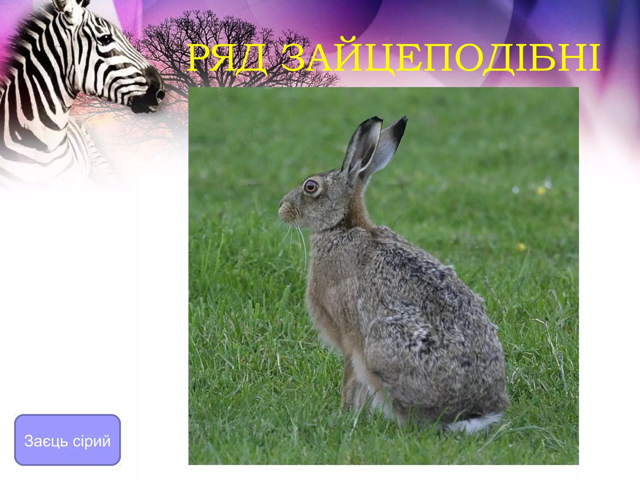 РЯД ЗАЙЦЕПОДІБНІ




Заєць сірий
 