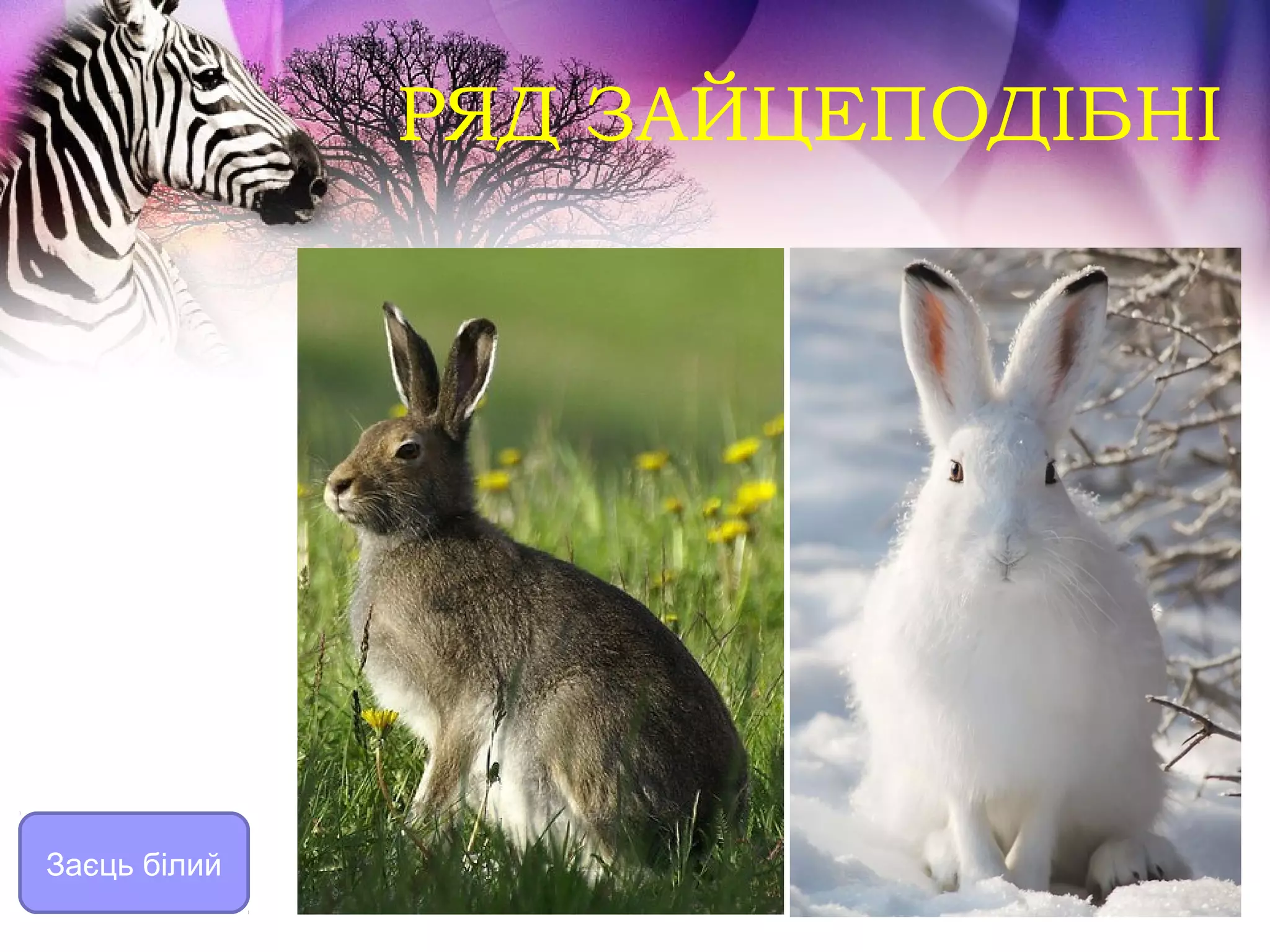 РЯД ЗАЙЦЕПОДІБНІ




Заєць білий
 