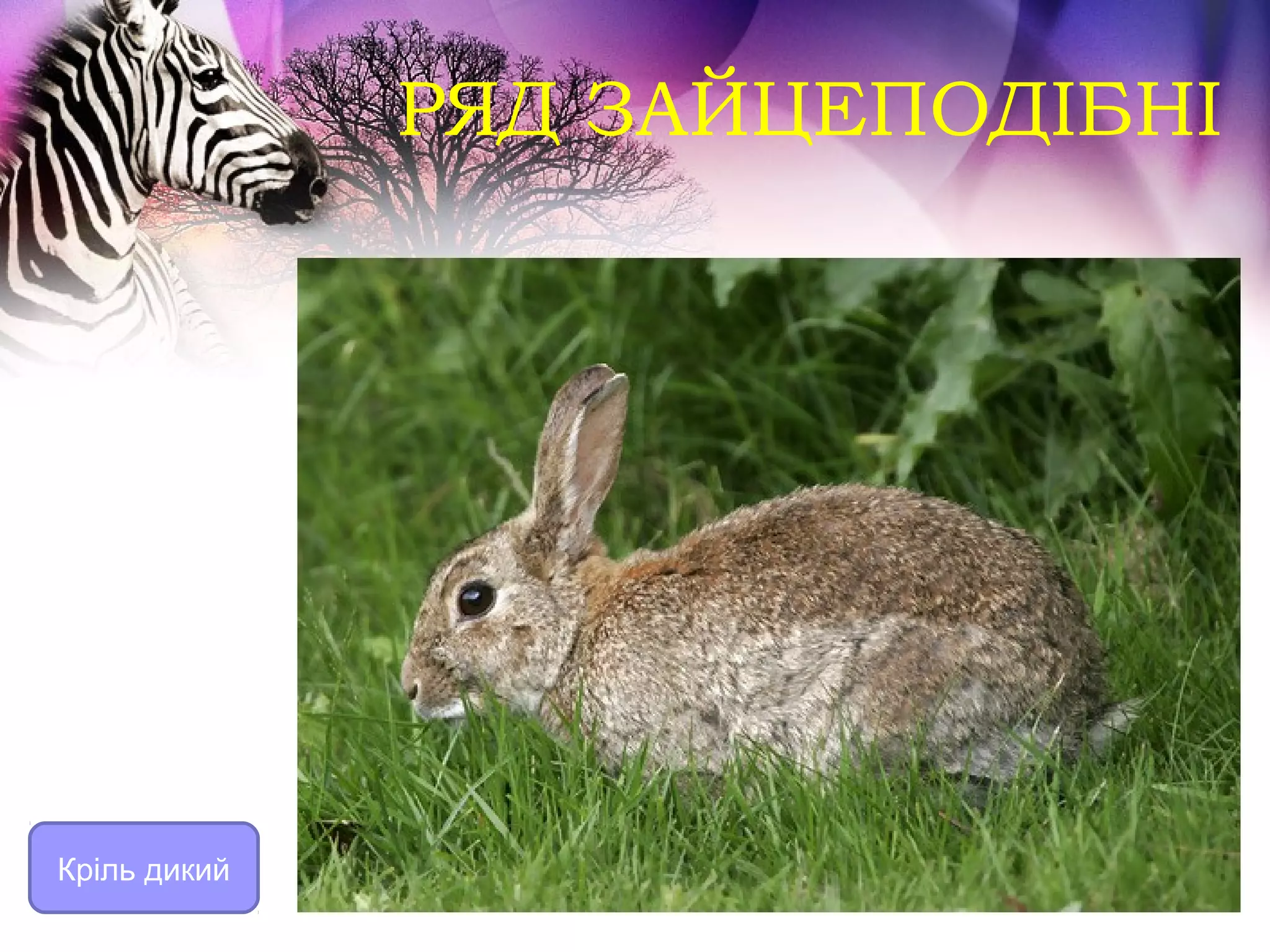 РЯД ЗАЙЦЕПОДІБНІ




Кріль дикий
 