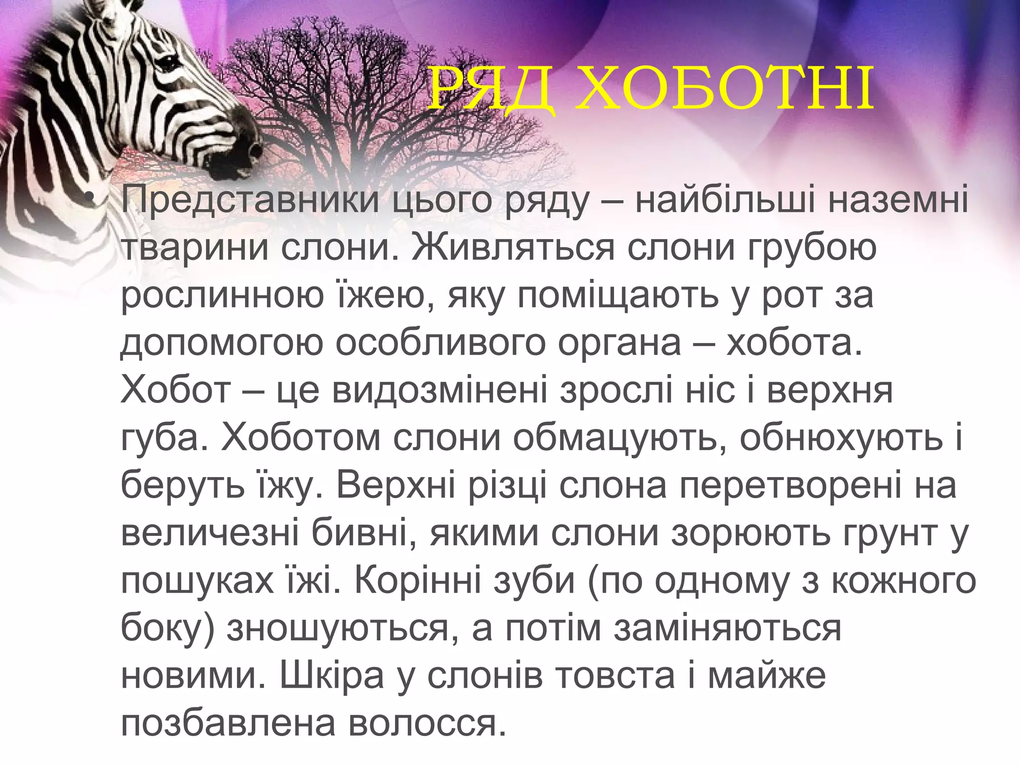 РЯД ХОБОТНІ
• Представники цього ряду – найбільші наземні
  тварини слони. Живляться слони грубою
  рослинною їжею, яку поміщають у рот за
  допомогою особливого органа – хобота.
  Хобот – це видозмінені зрослі ніс і верхня
  губа. Хоботом слони обмацують, обнюхують і
  беруть їжу. Верхні різці слона перетворені на
  величезні бивні, якими слони зорюють грунт у
  пошуках їжі. Корінні зуби (по одному з кожного
  боку) зношуються, а потім заміняються
  новими. Шкіра у слонів товста і майже
  позбавлена волосся.
 