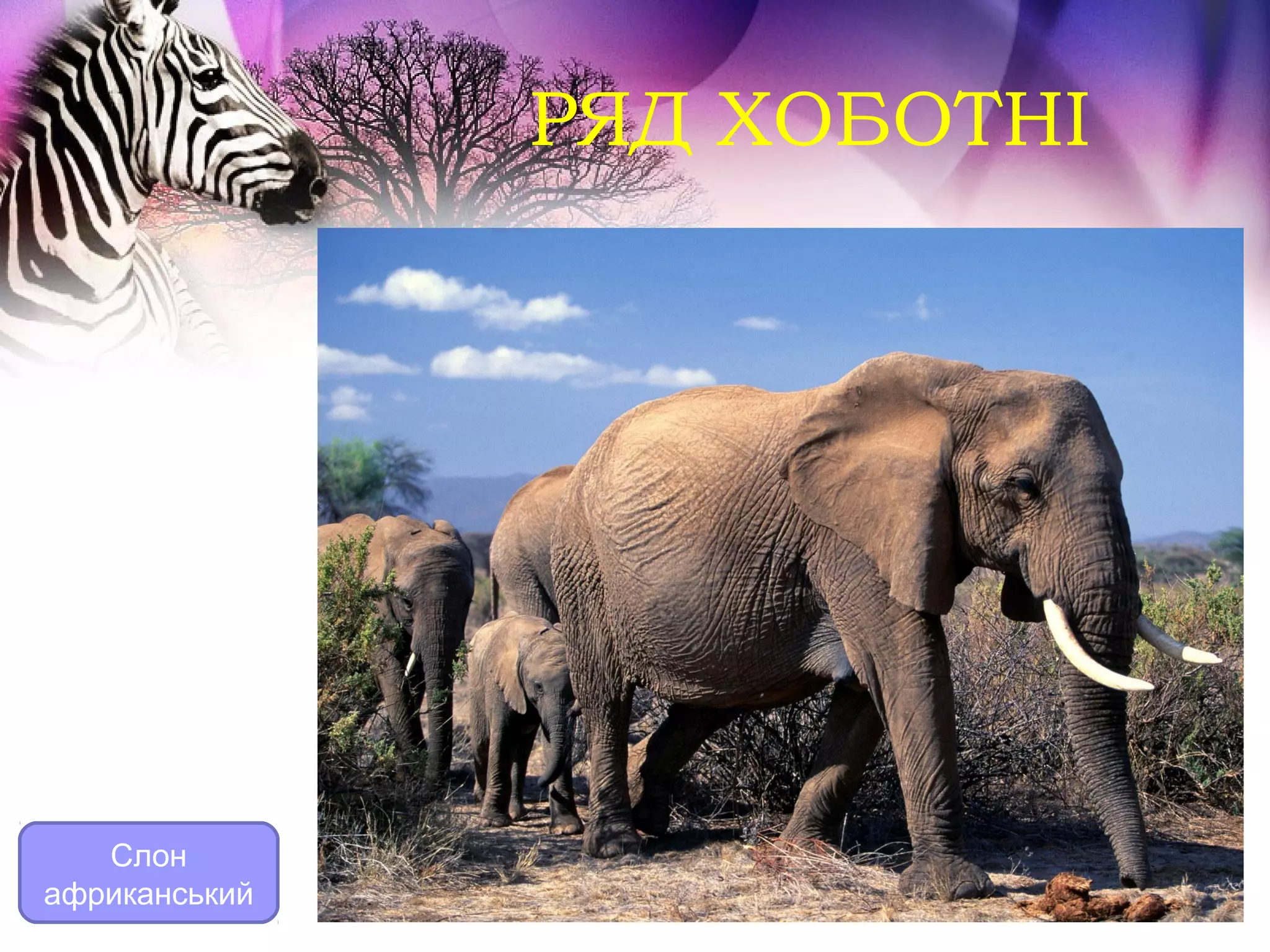 РЯД ХОБОТНІ




   Слон
африканський
 