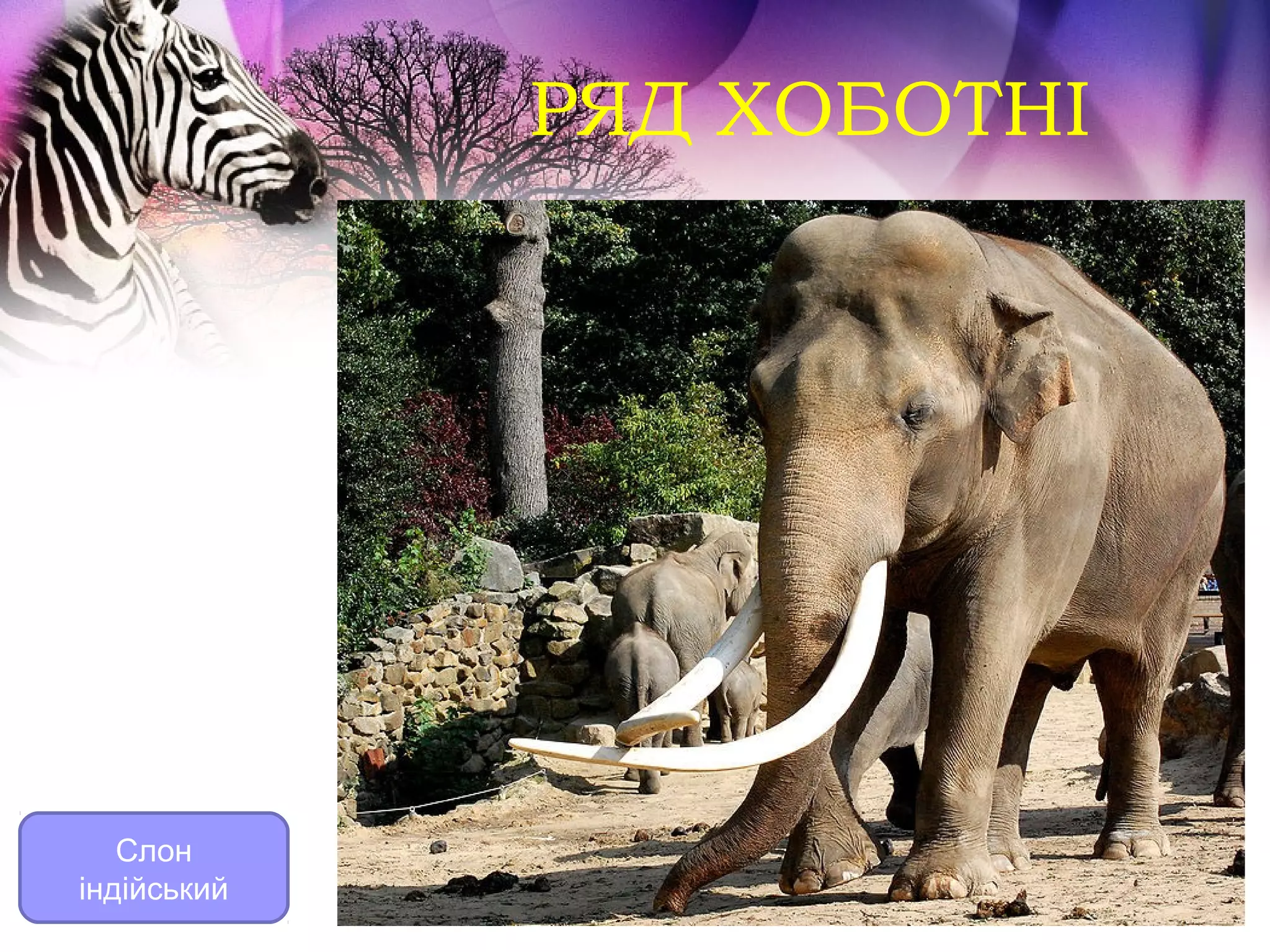 РЯД ХОБОТНІ




   Слон
індійський
 