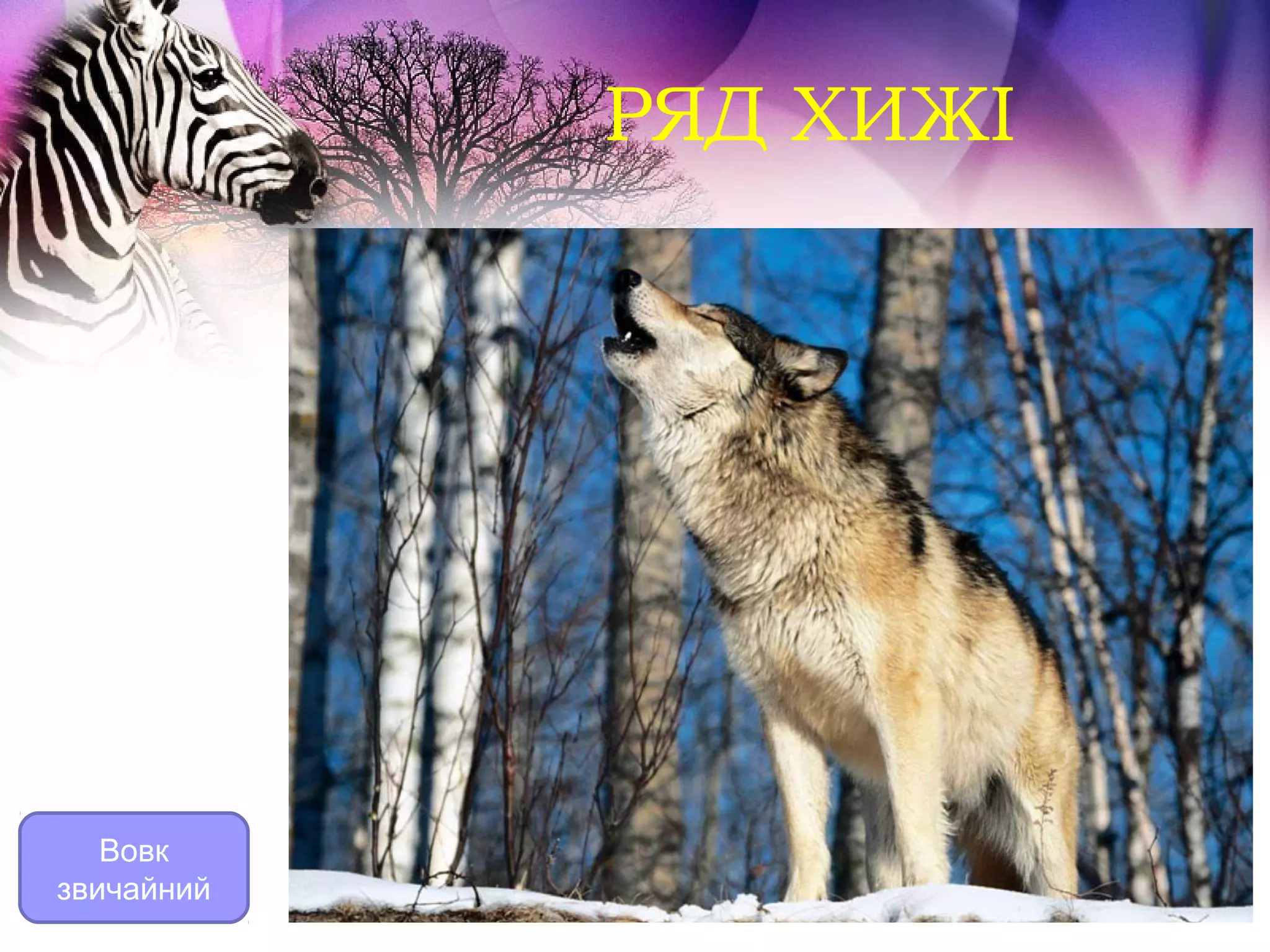 РЯД ХИЖІ




   Вовк
звичайний
 