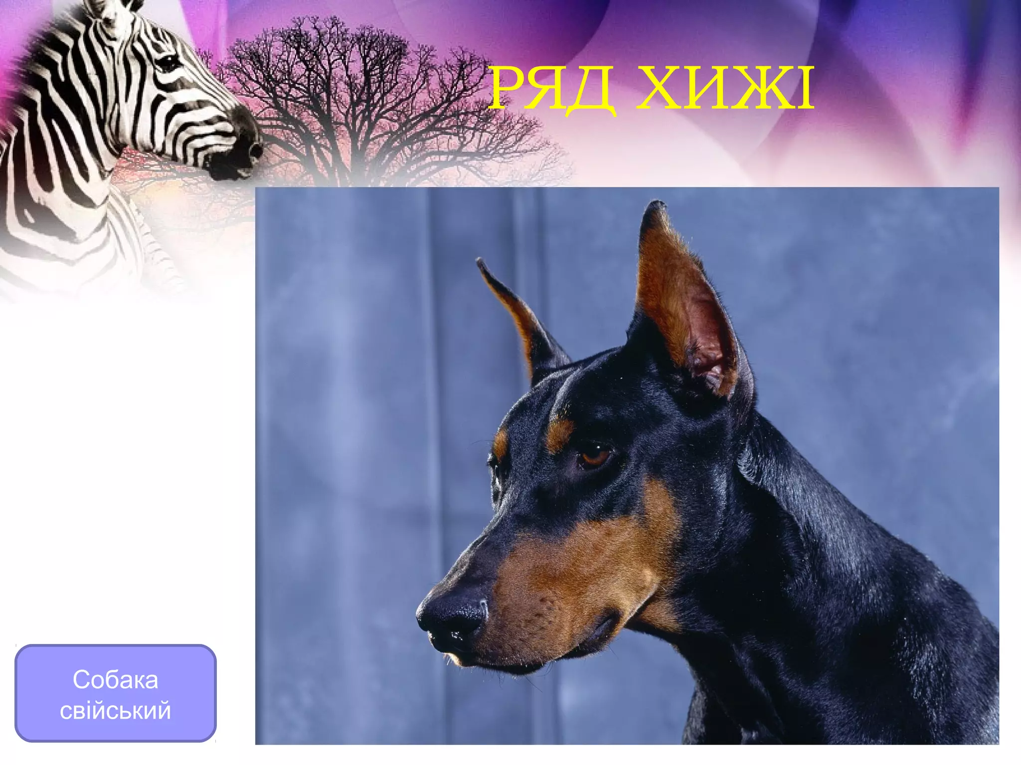 РЯД ХИЖІ




 Собака
свійський
 