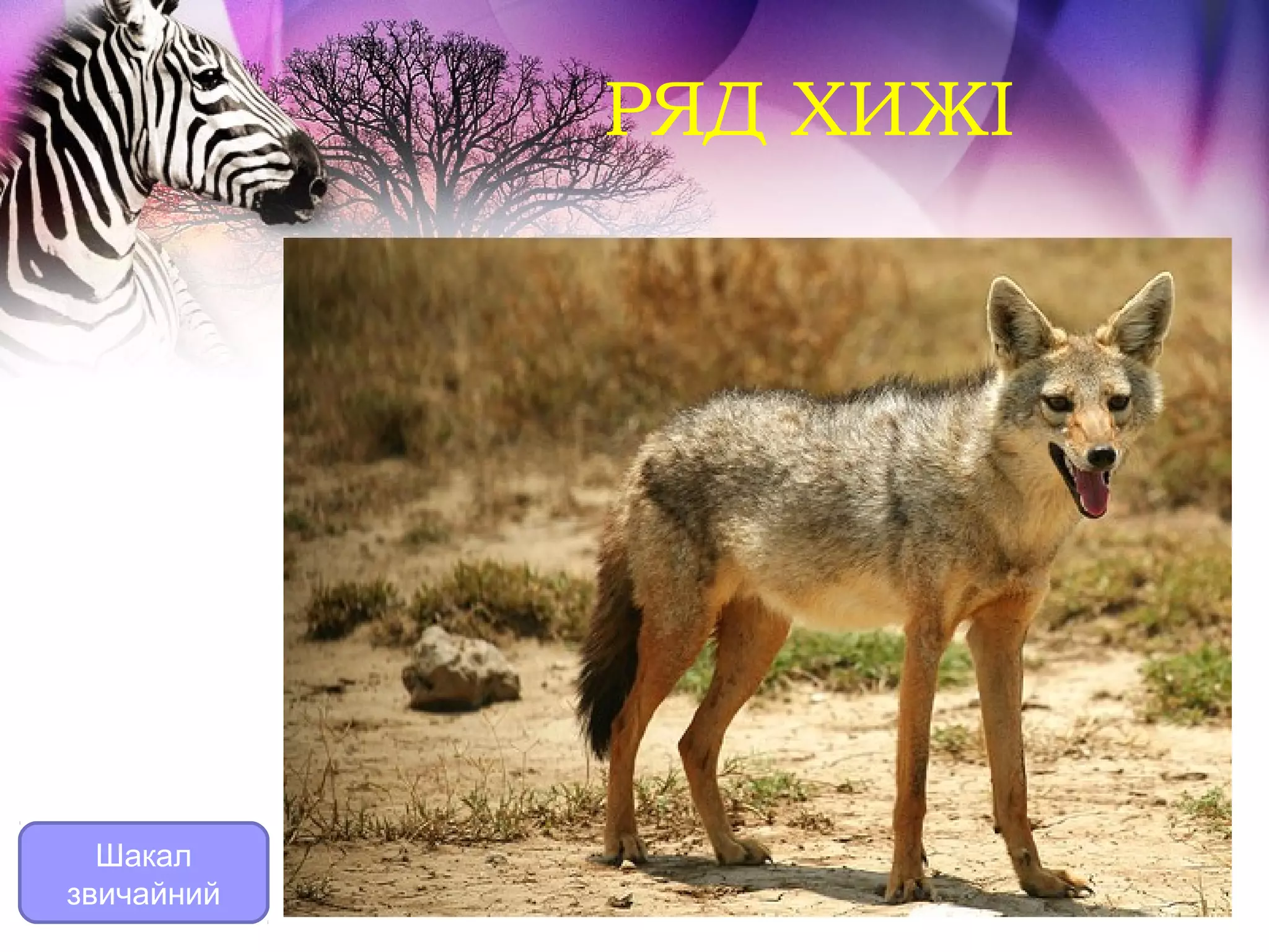 РЯД ХИЖІ




  Шакал
звичайний
 