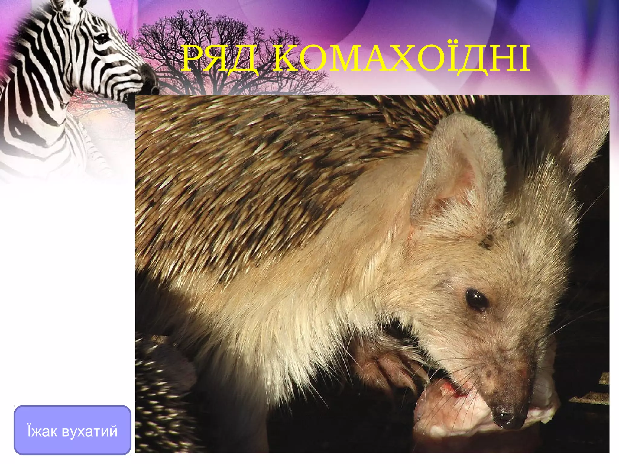 РЯД КОМАХОЇДНІ




Їжак вухатий
 