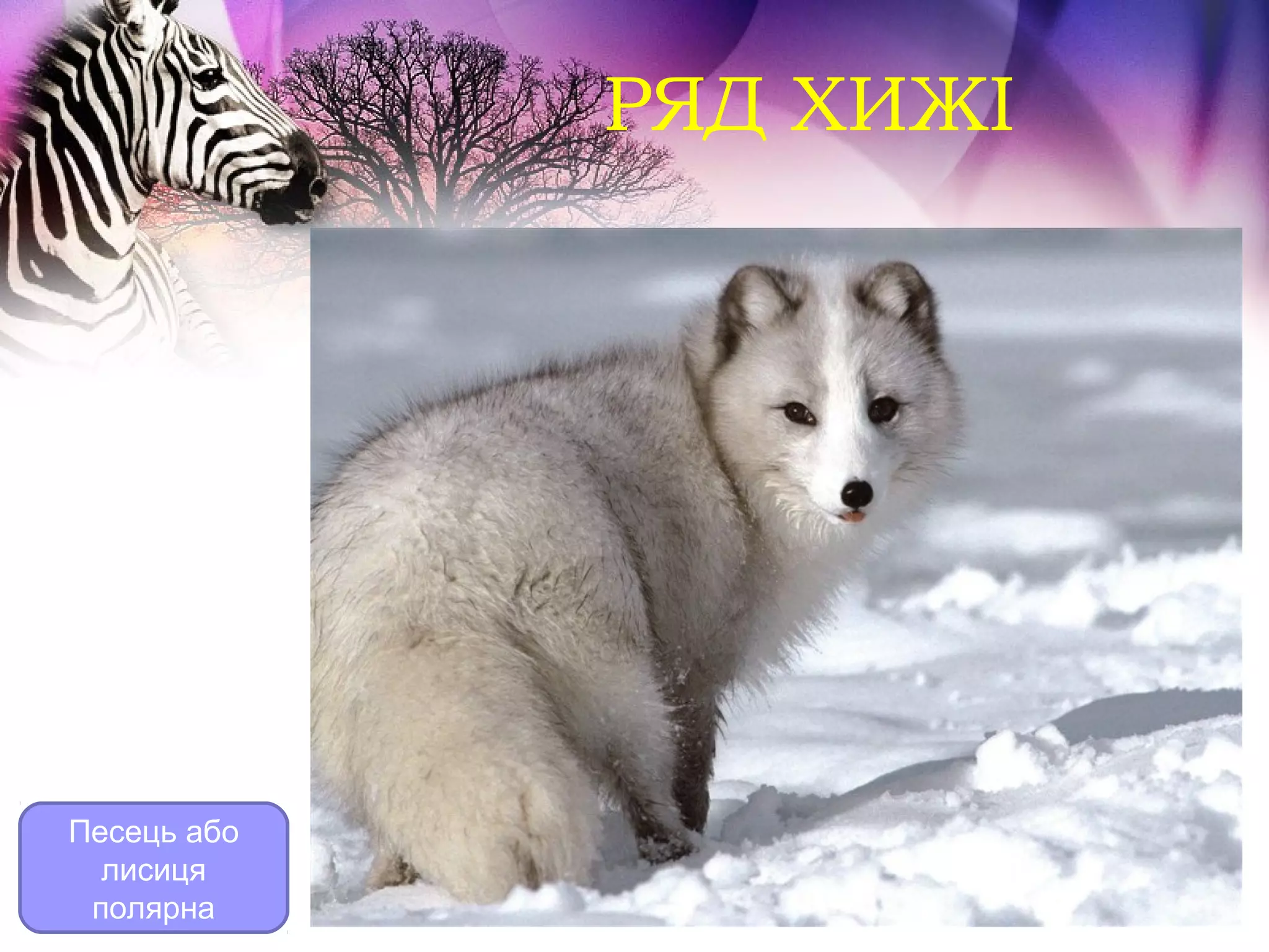 РЯД ХИЖІ




Песець або
  лисиця
 полярна
 