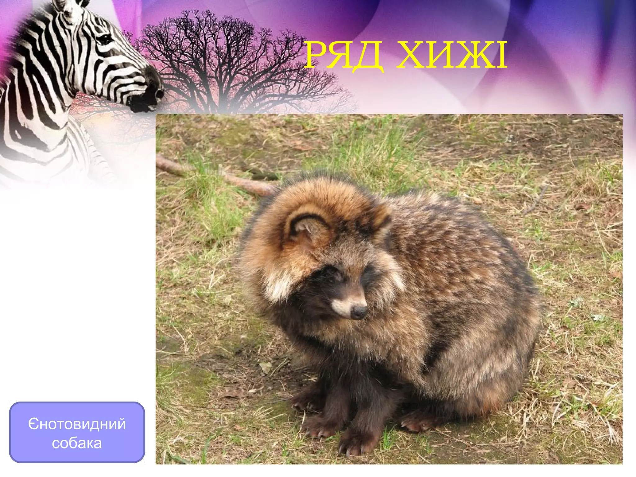 РЯД ХИЖІ




Єнотовидний
  собака
 