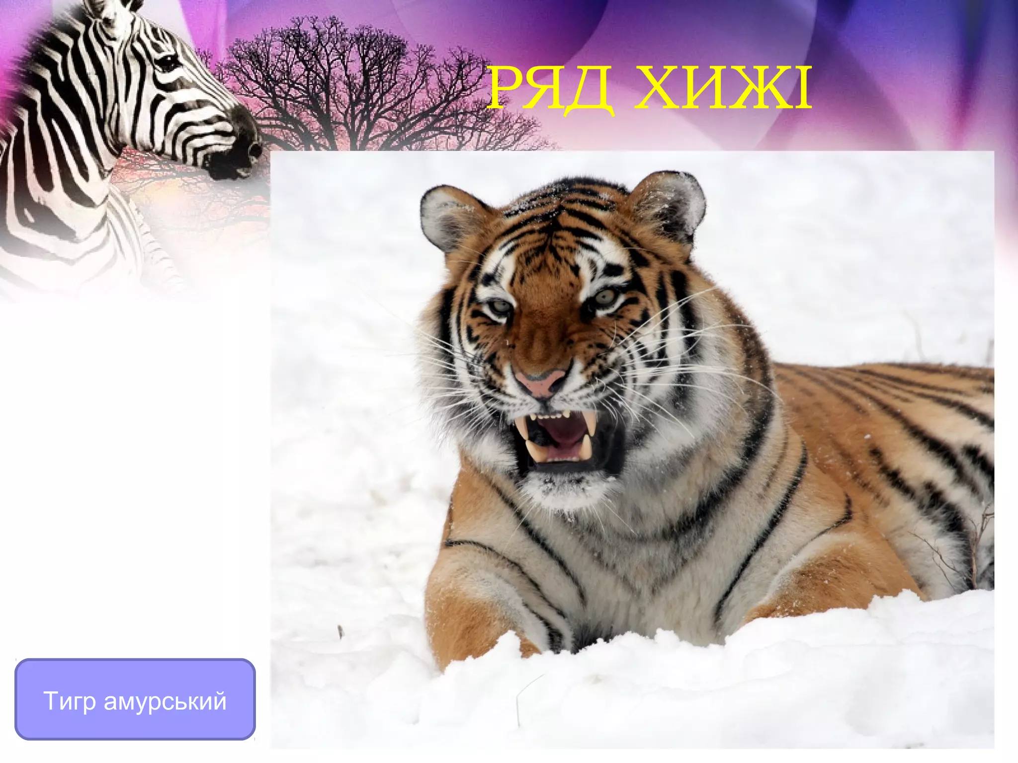 РЯД ХИЖІ




Тигр амурський
 