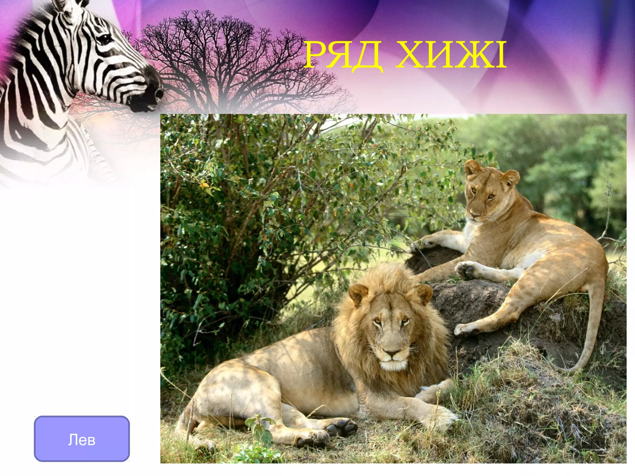 РЯД ХИЖІ




Лев
 