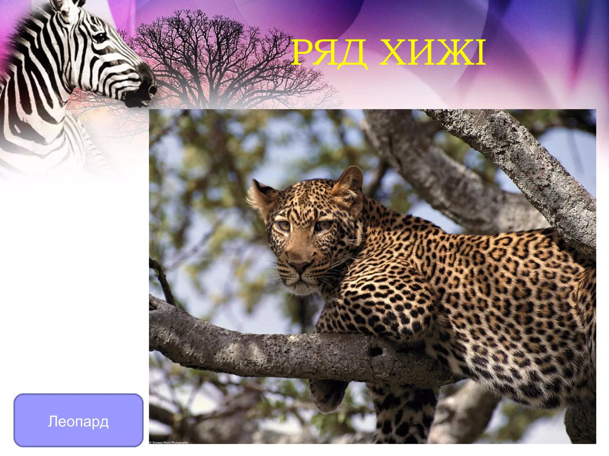 РЯД ХИЖІ




Леопард
 