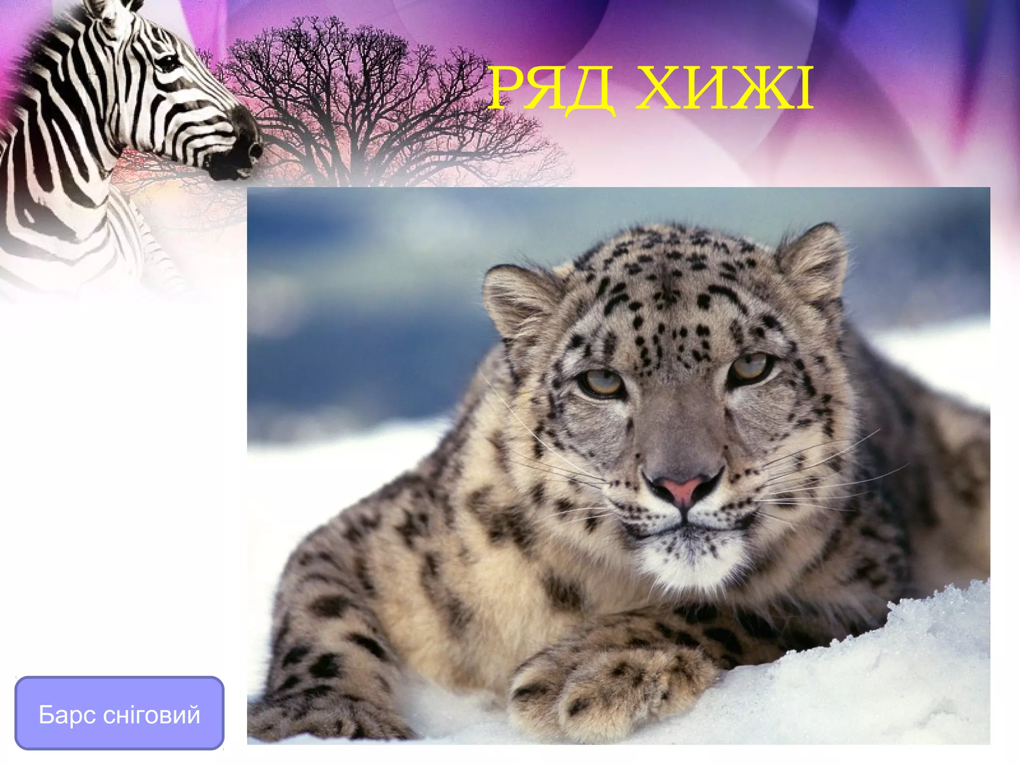 РЯД ХИЖІ




Барс сніговий
 