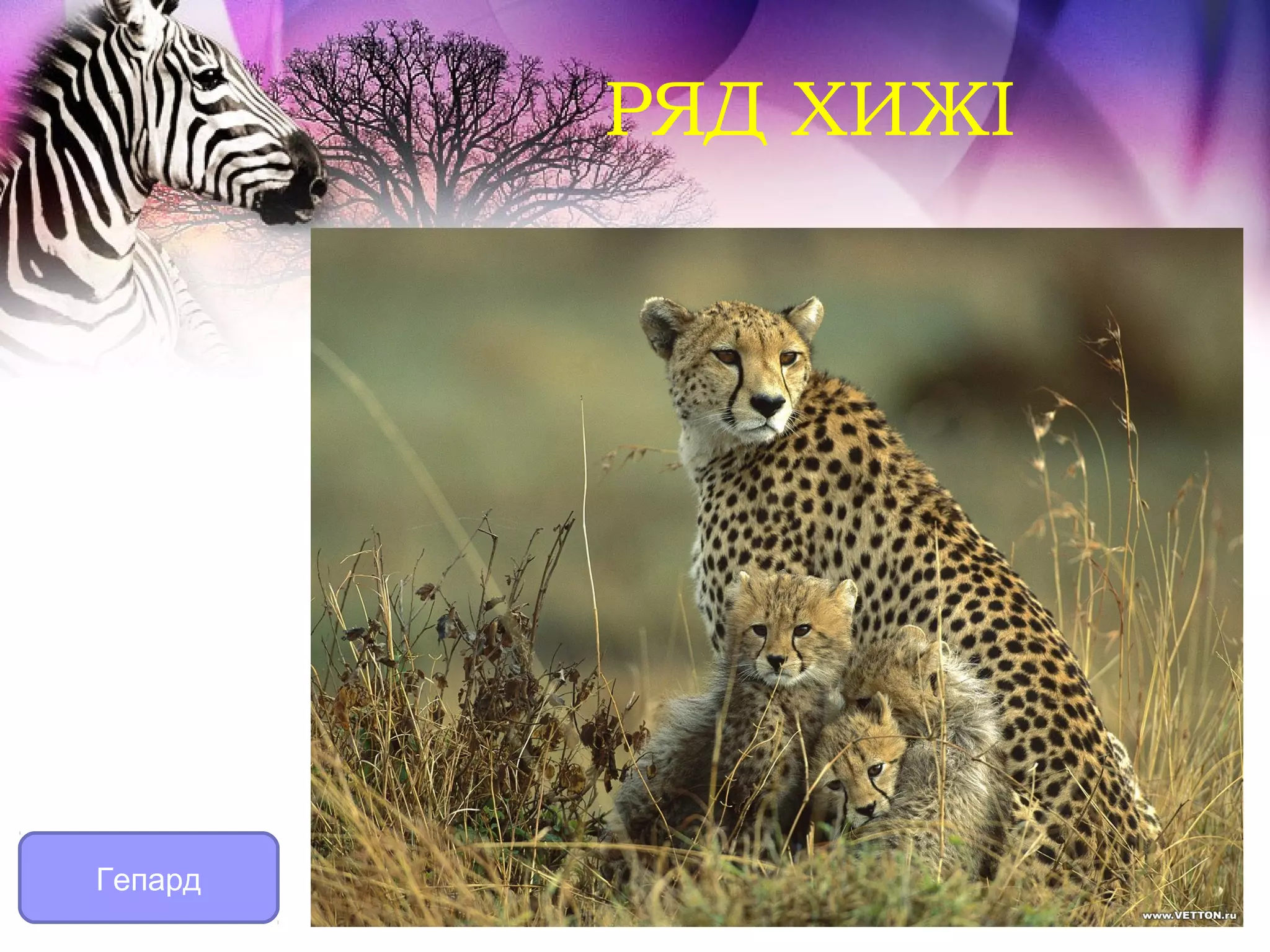 РЯД ХИЖІ




Гепард
 