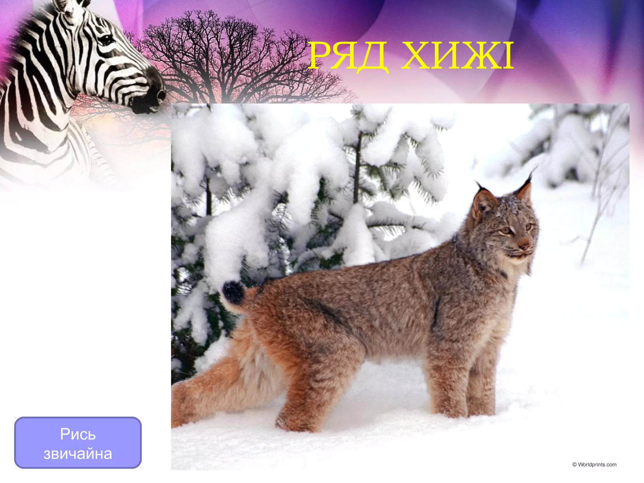 РЯД ХИЖІ




  Рись
звичайна
 