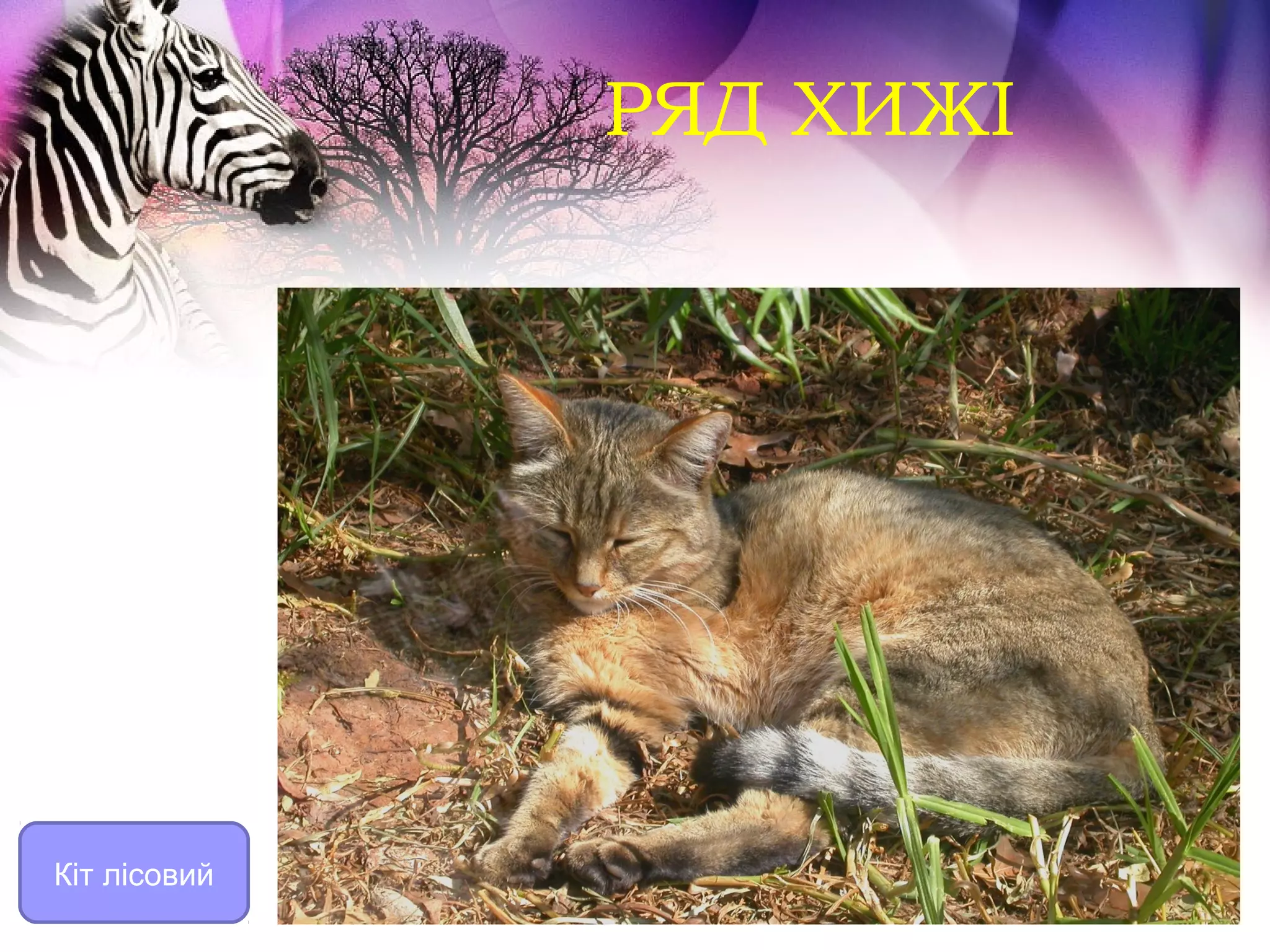 РЯД ХИЖІ




Кіт лісовий
 