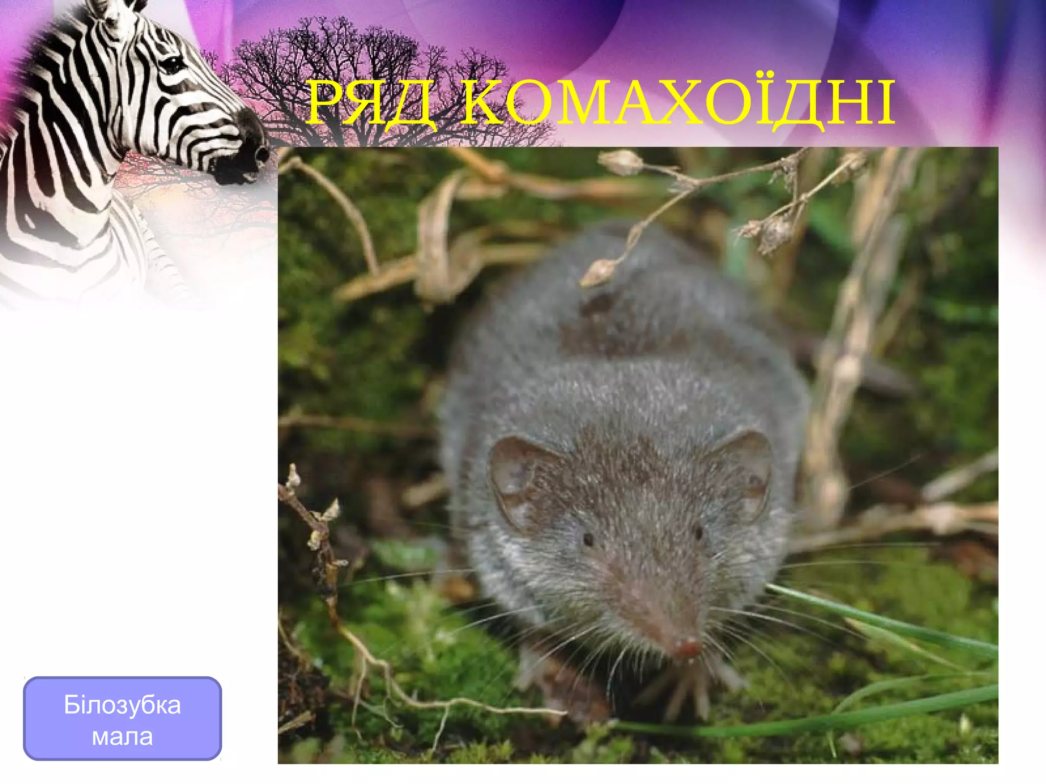 РЯД КОМАХОЇДНІ




Білозубка
  мала
 