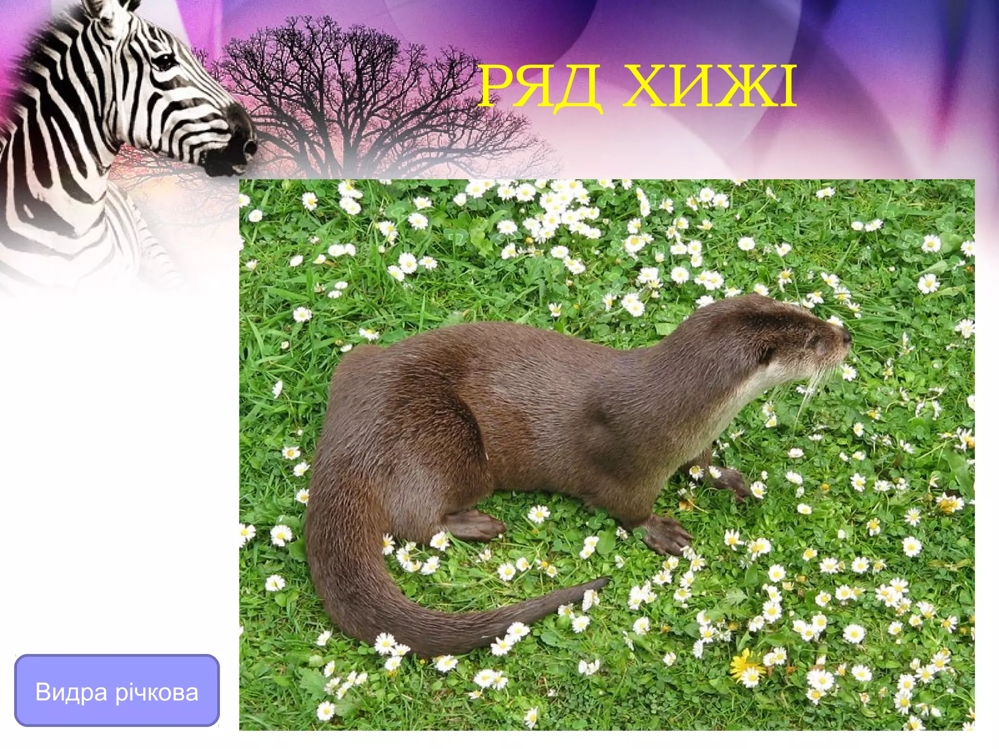 РЯД ХИЖІ




Видра річкова
 