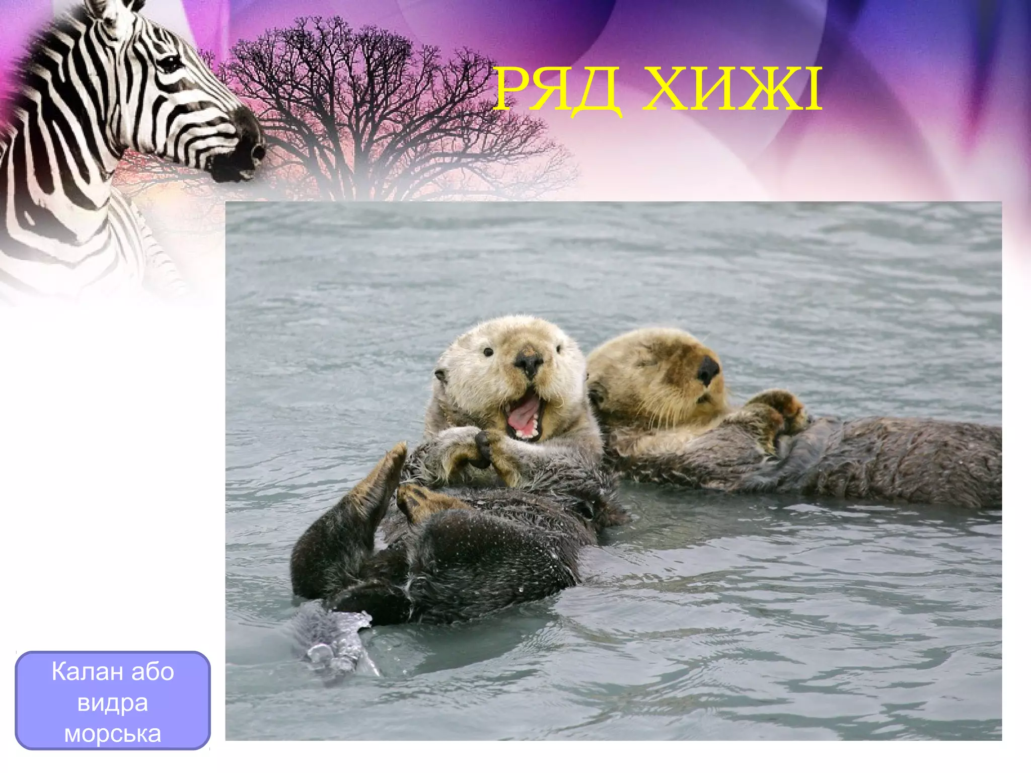 РЯД ХИЖІ




Калан або
  видра
 морська
 