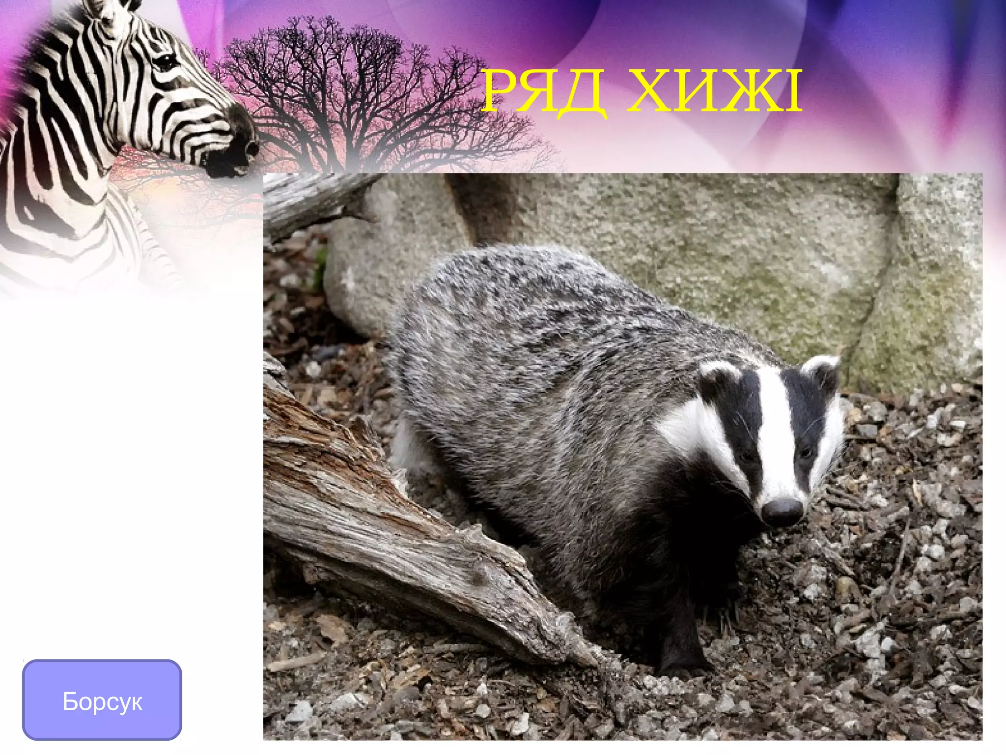 РЯД ХИЖІ




Борсук
 