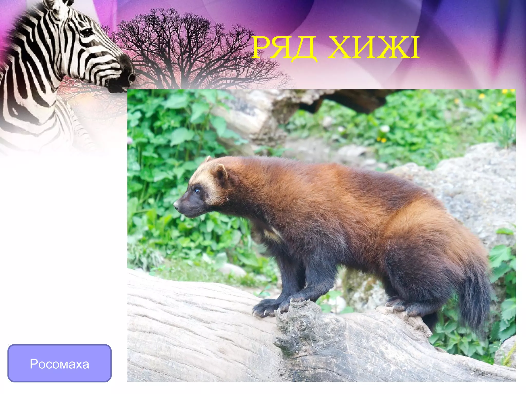 РЯД ХИЖІ




Росомаха
 