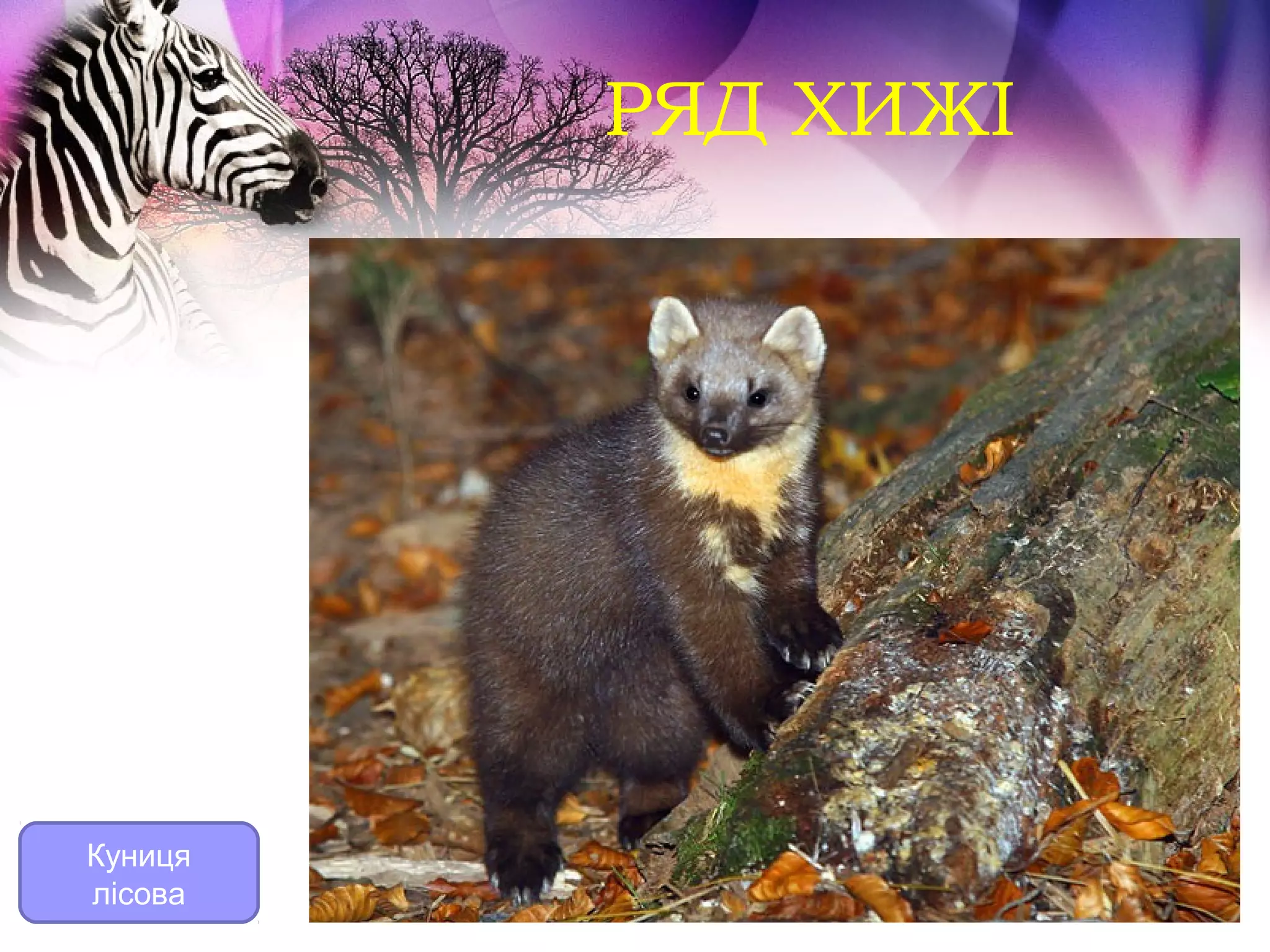 РЯД ХИЖІ




Куниця
лісова
 