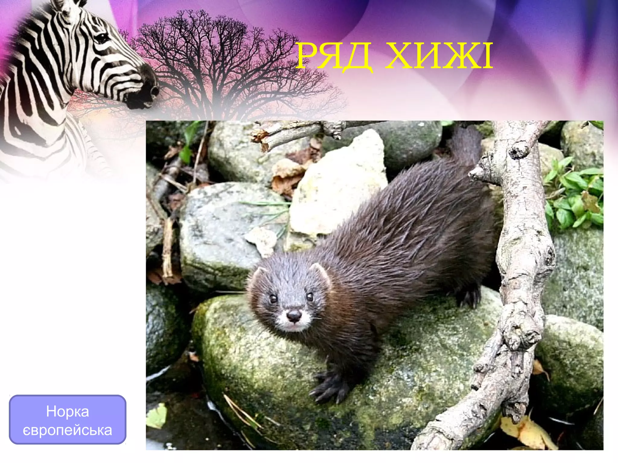 РЯД ХИЖІ




   Норка
європейська
 