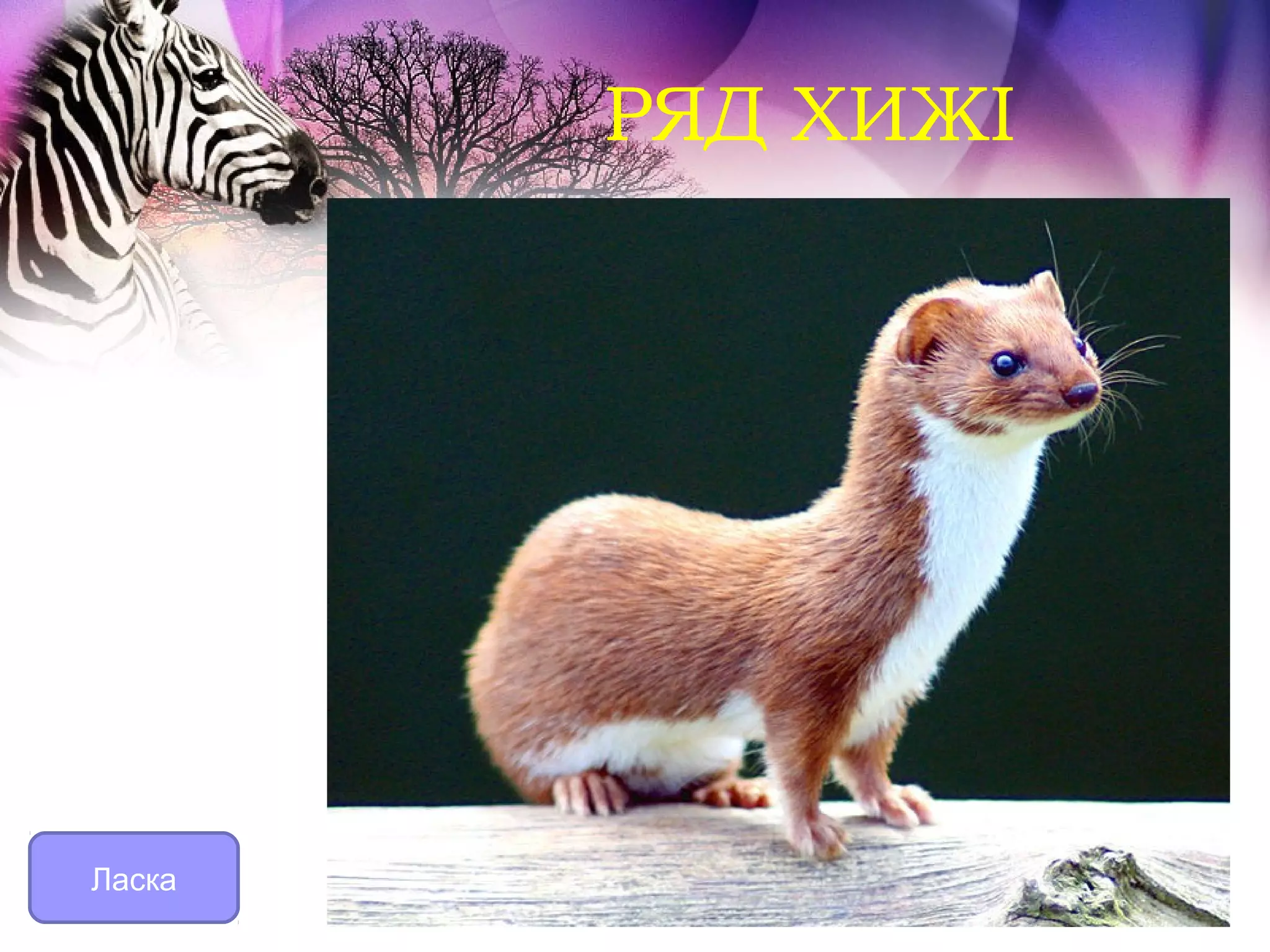 РЯД ХИЖІ




Ласка
 