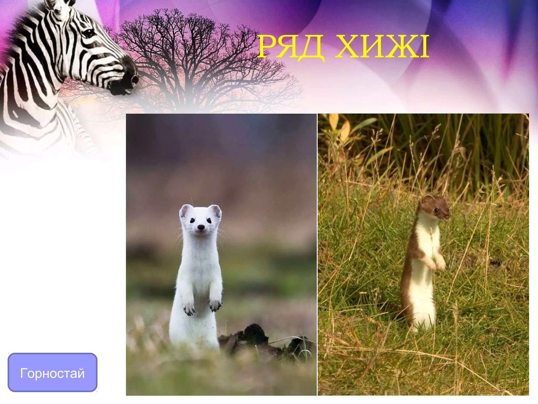 РЯД ХИЖІ




Горностай
 