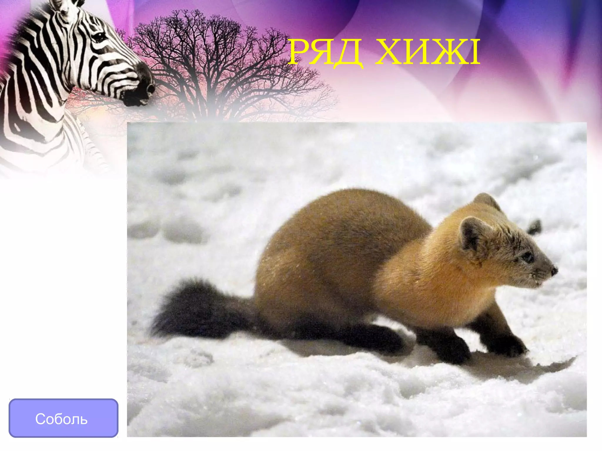 РЯД ХИЖІ




Соболь
 