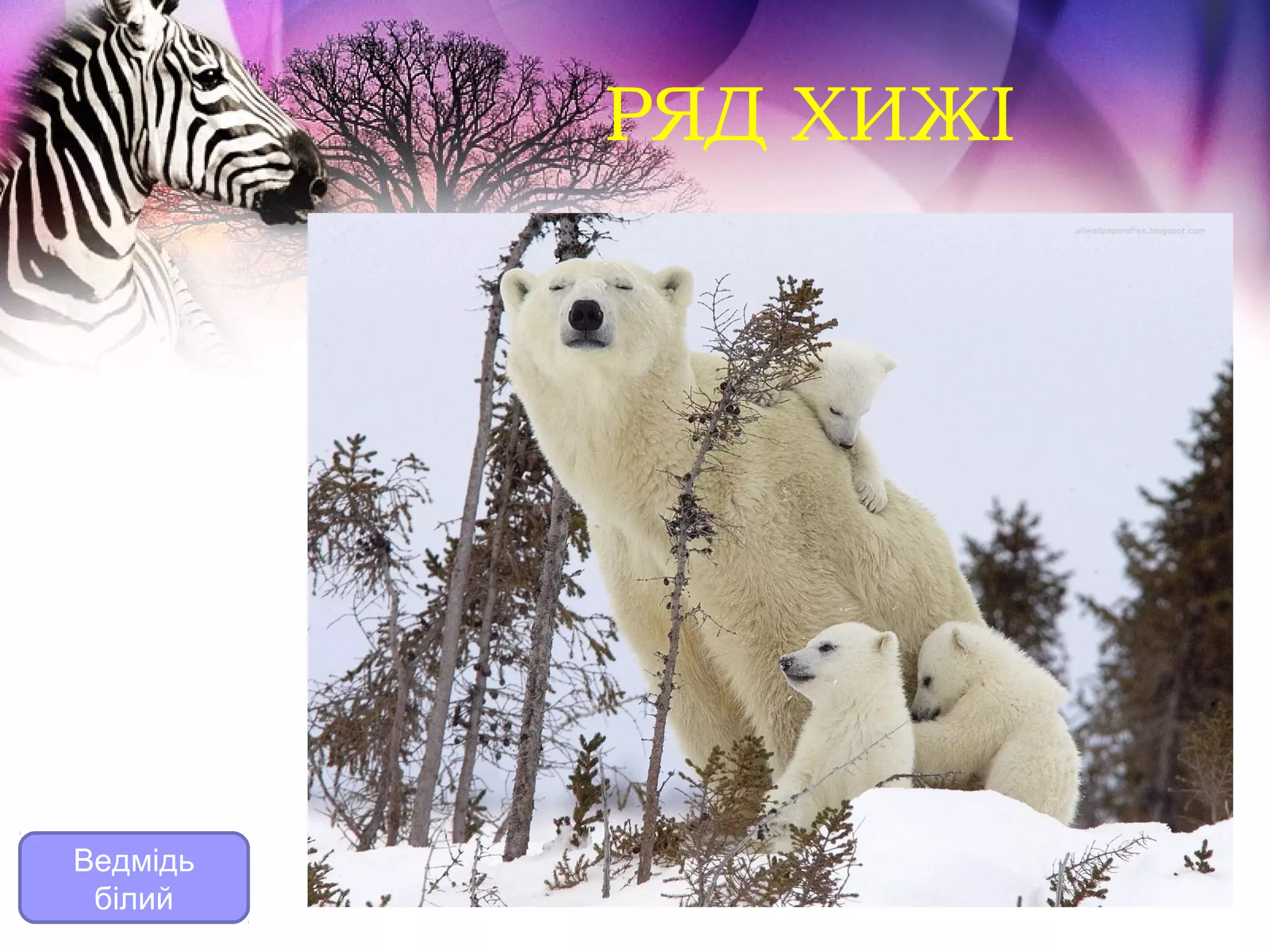 РЯД ХИЖІ




Ведмідь
 білий
 