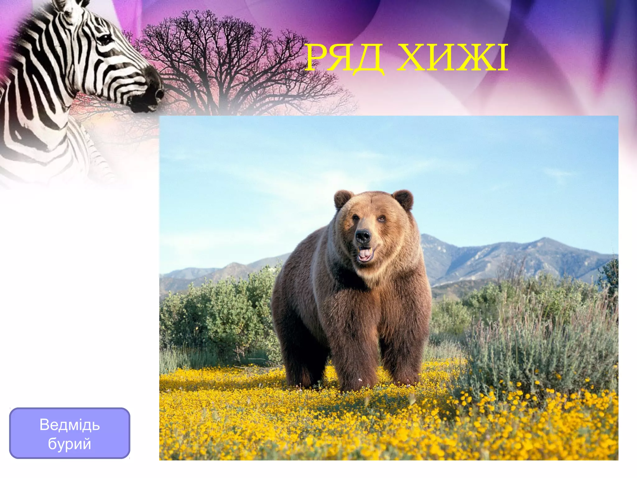 РЯД ХИЖІ




Ведмідь
 бурий
 