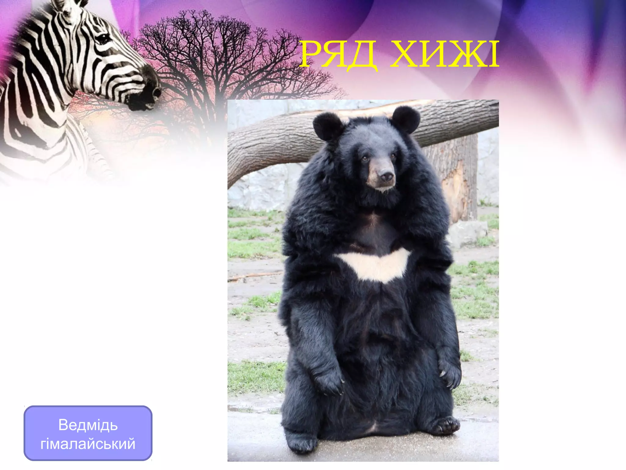 РЯД ХИЖІ




   Ведмідь
гімалайський
 