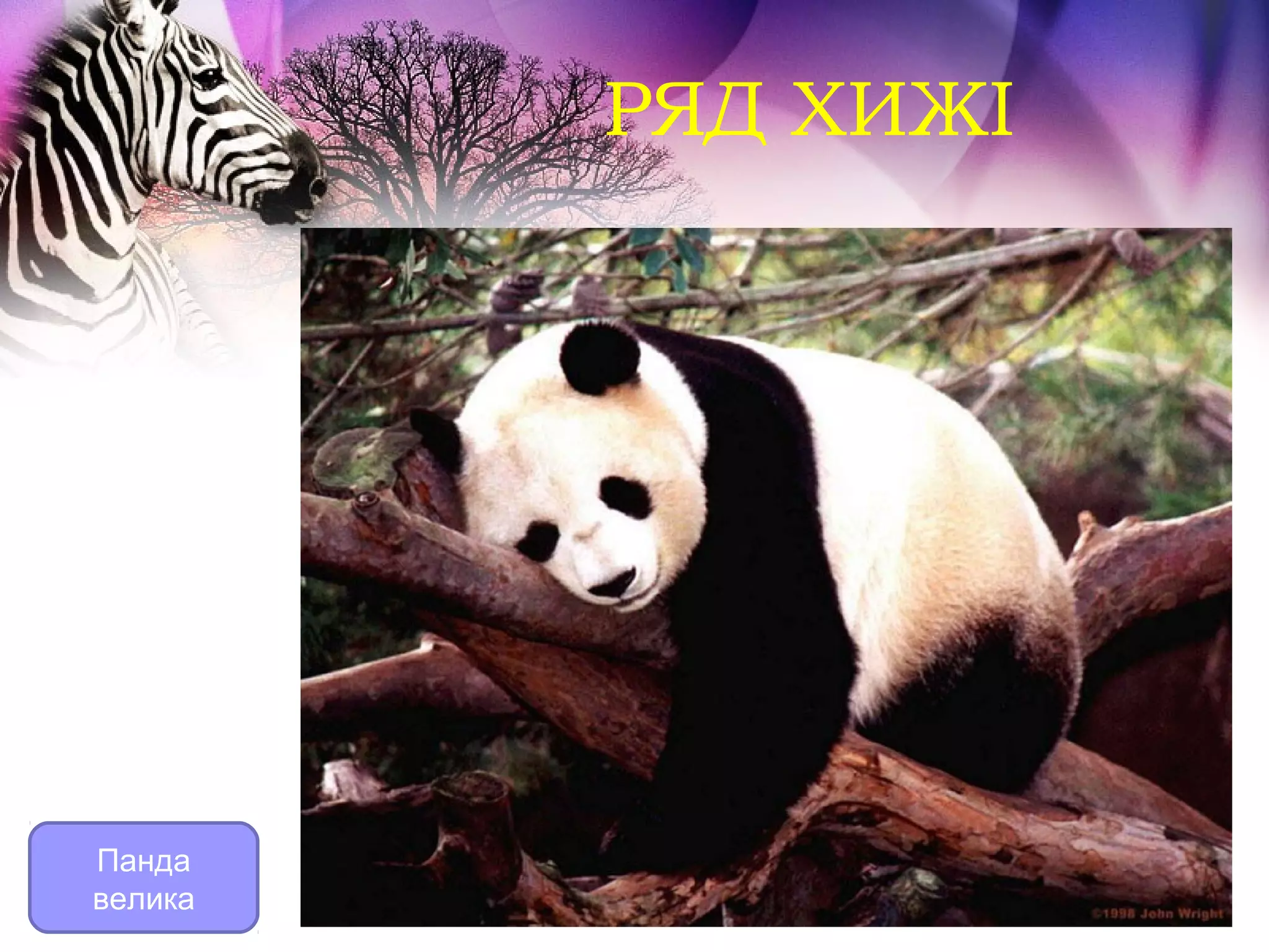 РЯД ХИЖІ




Панда
велика
 