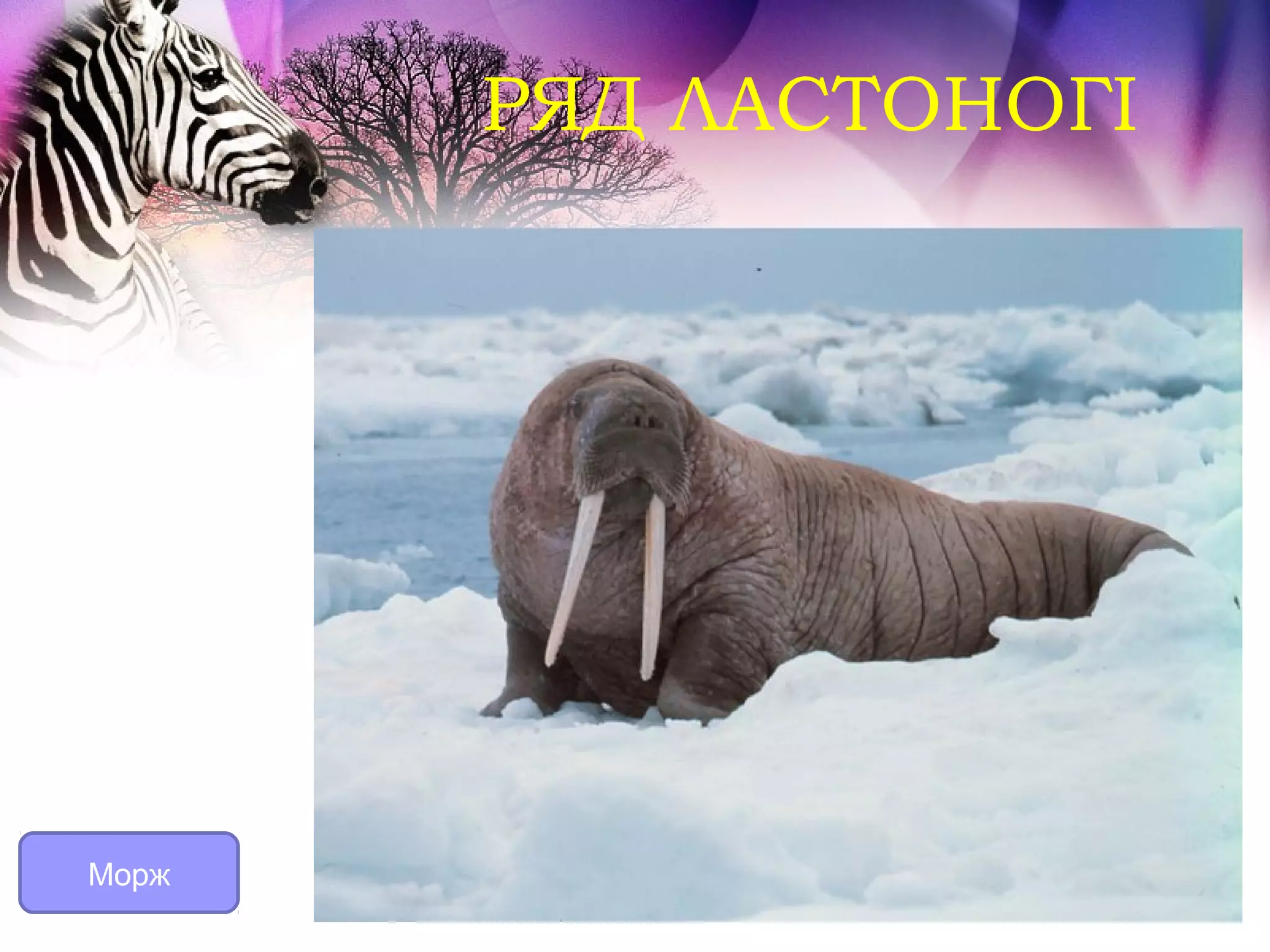 РЯД ЛАСТОНОГІ




Морж
 