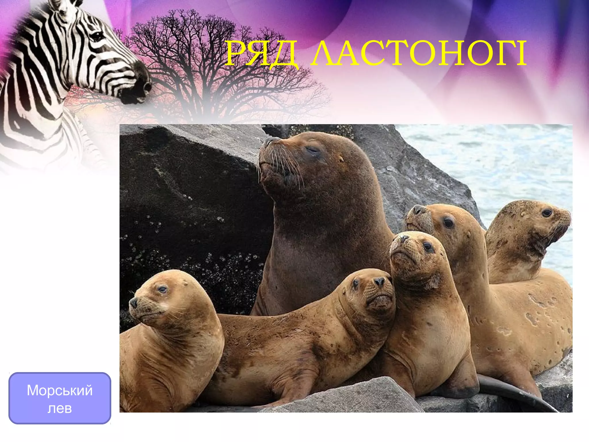 РЯД ЛАСТОНОГІ




Морський
  лев
 