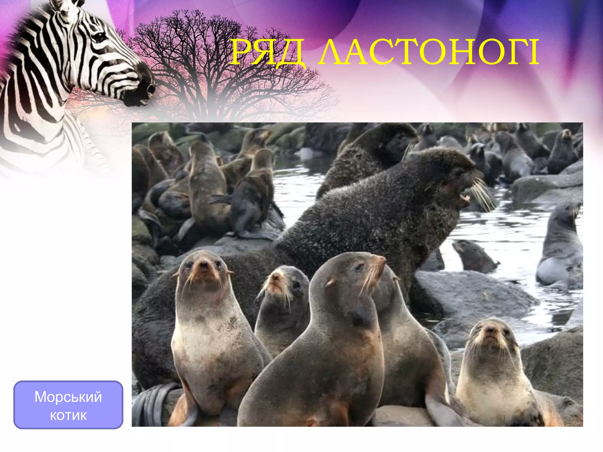 РЯД ЛАСТОНОГІ




Морський
 котик
 