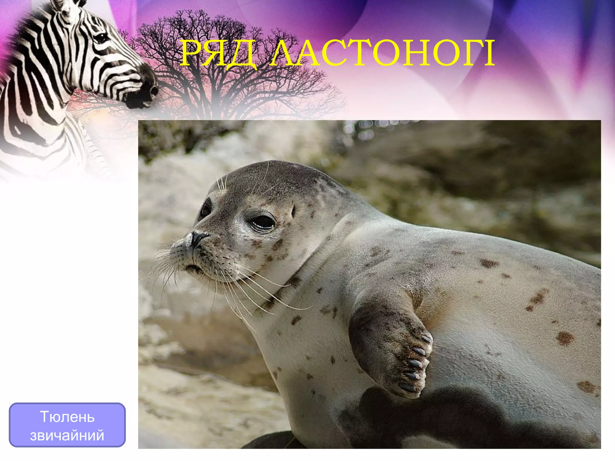 РЯД ЛАСТОНОГІ




 Тюлень
звичайний
 