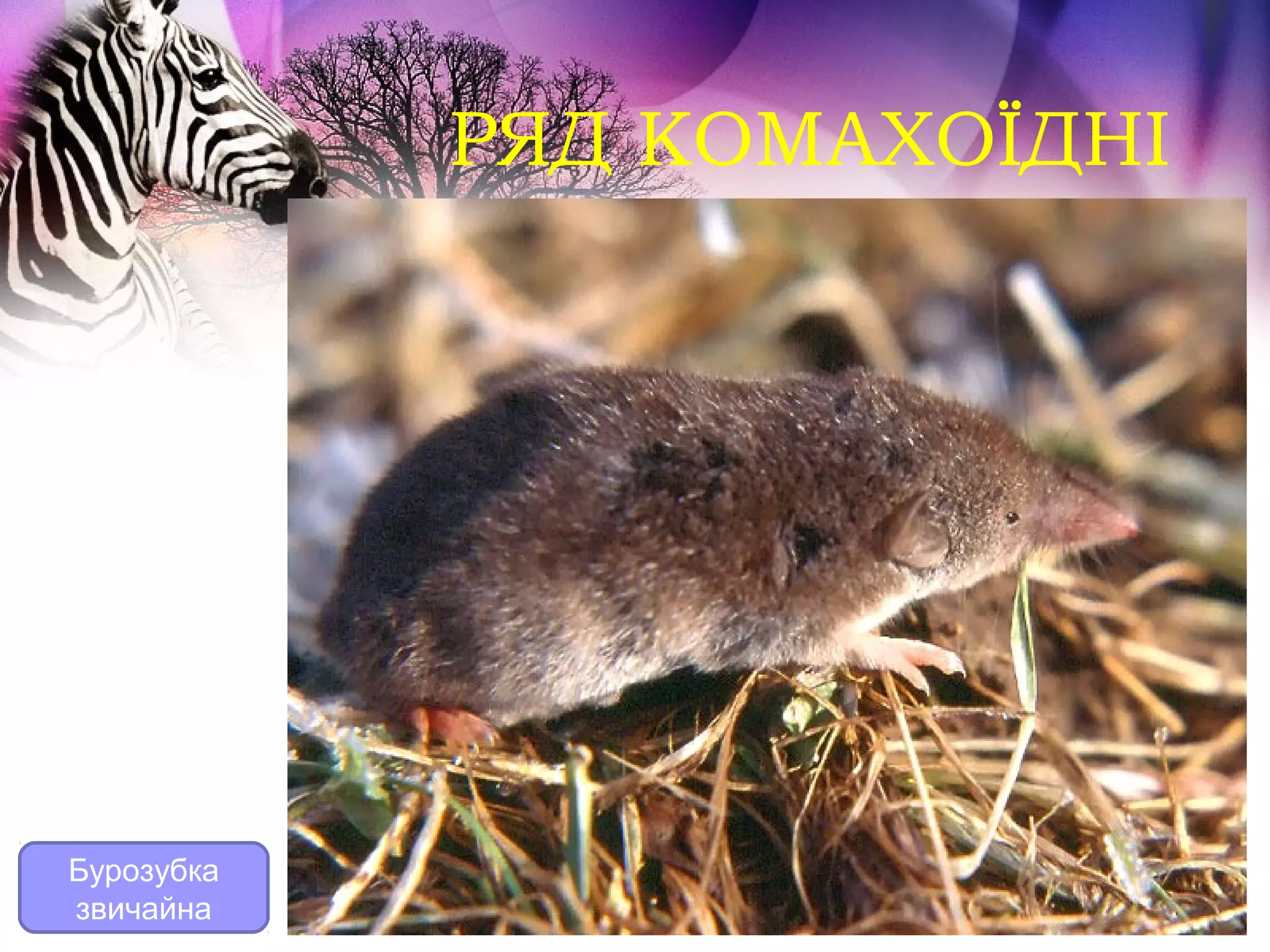 РЯД КОМАХОЇДНІ




Бурозубка
звичайна
 