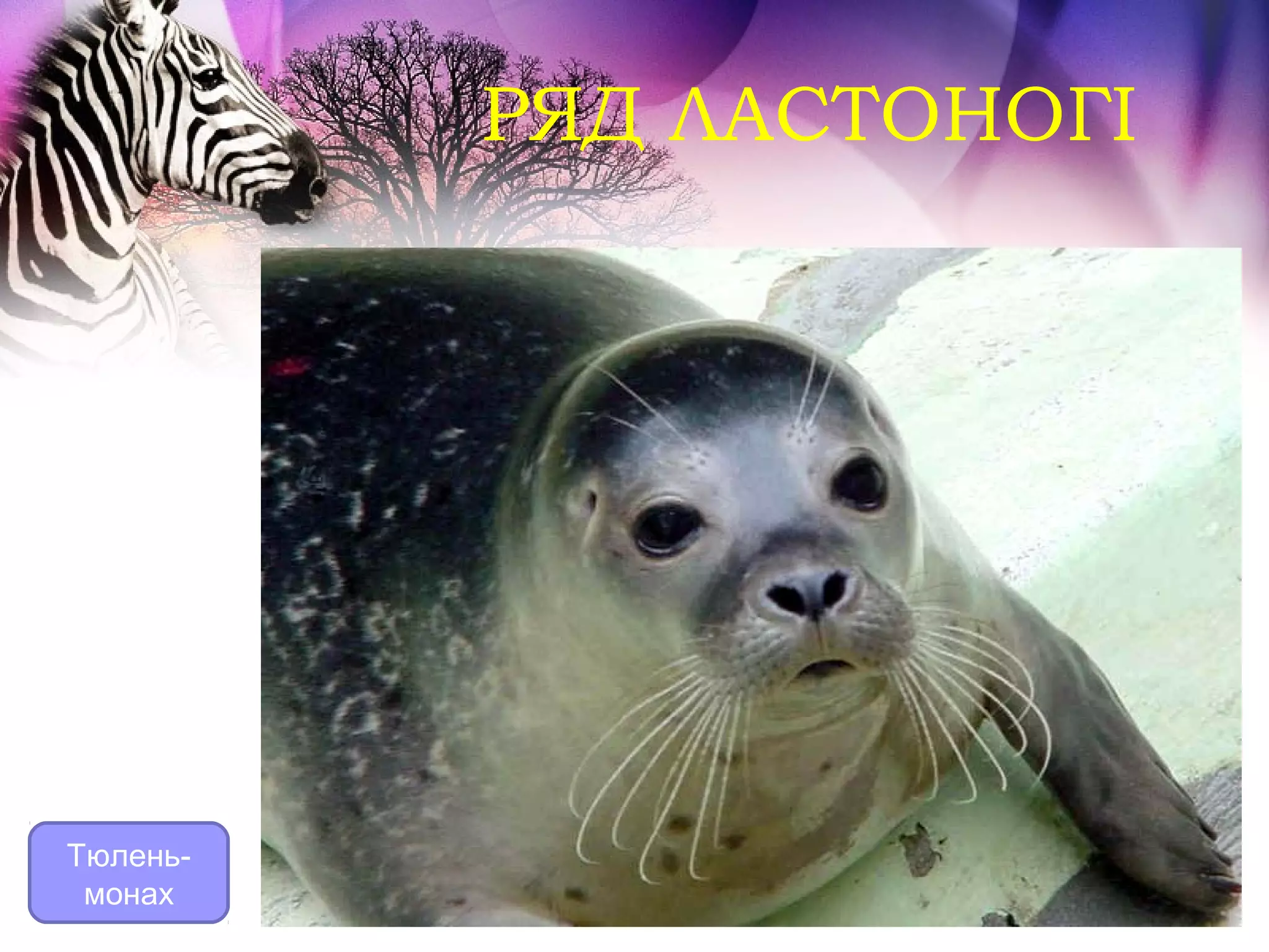 РЯД ЛАСТОНОГІ




Тюлень-
 монах
 