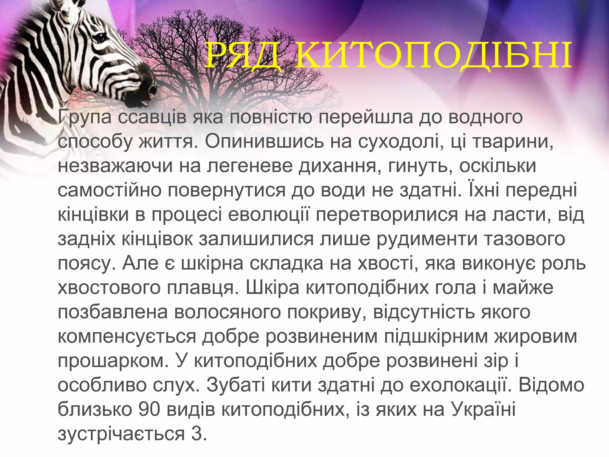 РЯД КИТОПОДІБНІ
• Група ссавців яка повністю перейшла до водного
  способу життя. Опинившись на суходолі, ці тварини,
  незважаючи на легеневе дихання, гинуть, оскільки
  самостійно повернутися до води не здатні. Їхні передні
  кінцівки в процесі еволюції перетворилися на ласти, від
  задніх кінцівок залишилися лише рудименти тазового
  поясу. Але є шкірна складка на хвості, яка виконує роль
  хвостового плавця. Шкіра китоподібних гола і майже
  позбавлена волосяного покриву, відсутність якого
  компенсується добре розвиненим підшкірним жировим
  прошарком. У китоподібних добре розвинені зір і
  особливо слух. Зубаті кити здатні до ехолокації. Відомо
  близько 90 видів китоподібних, із яких на Україні
  зустрічається 3.
 