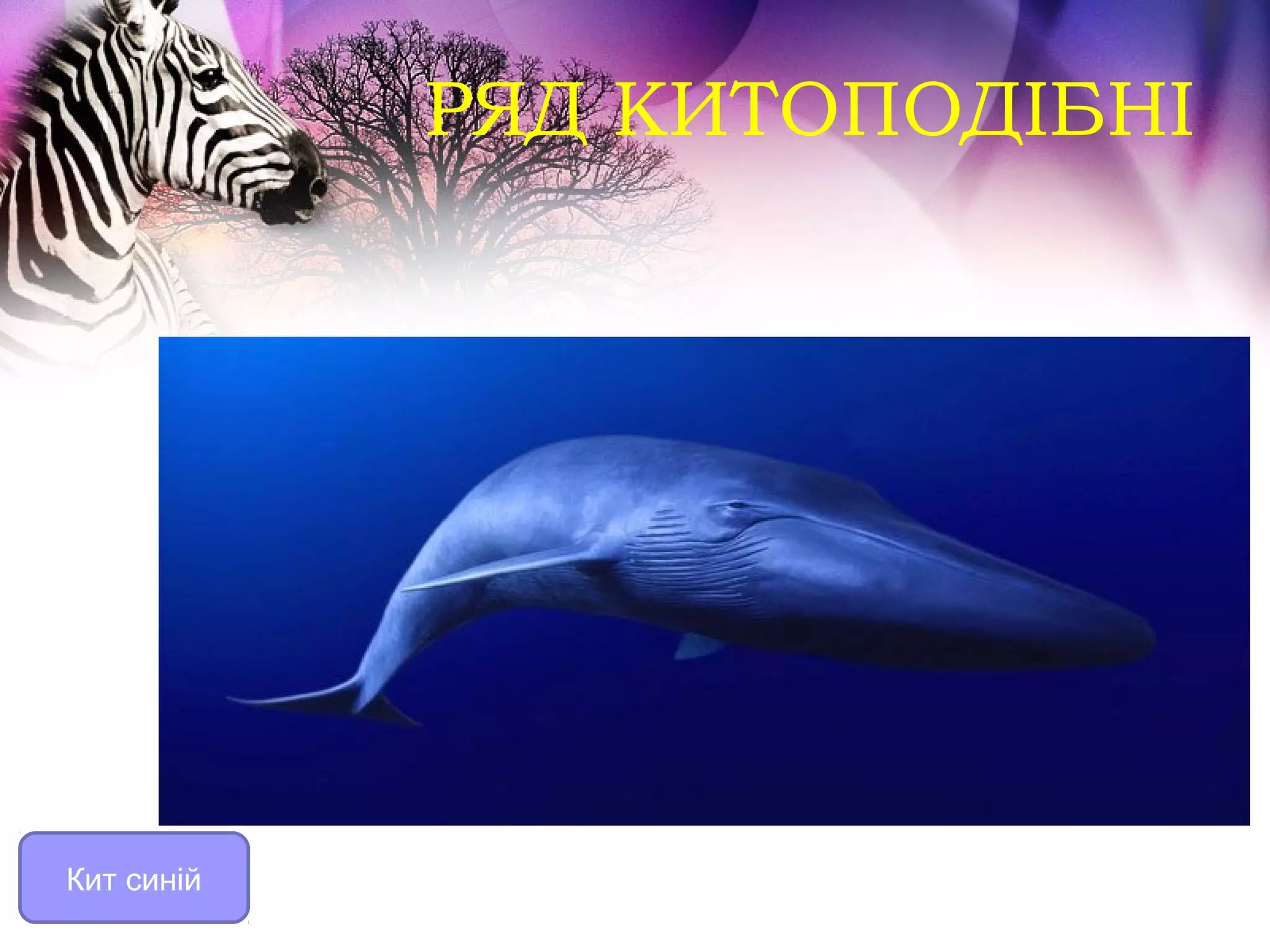 РЯД КИТОПОДІБНІ




Кит синій
 