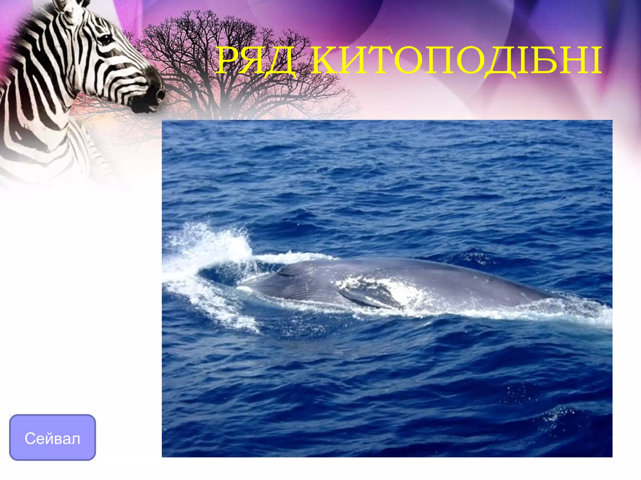 РЯД КИТОПОДІБНІ




Сейвал
 