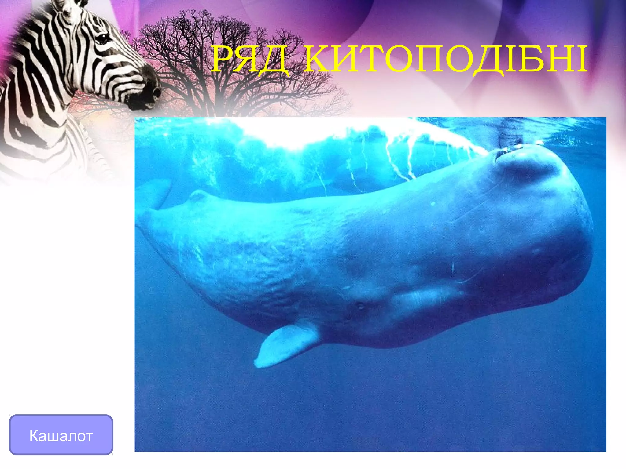 РЯД КИТОПОДІБНІ




Кашалот
 