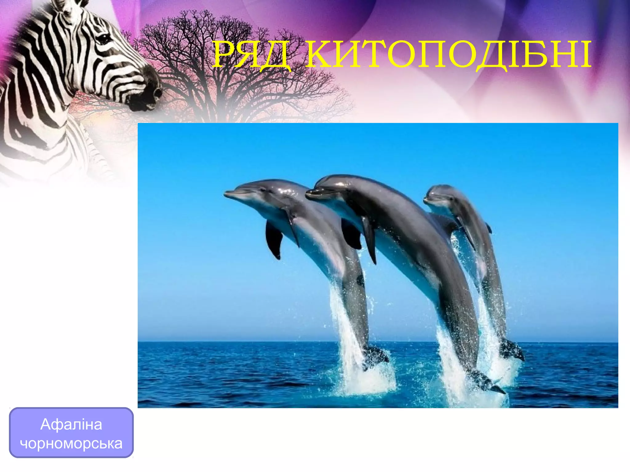 РЯД КИТОПОДІБНІ




  Афаліна
чорноморська
 