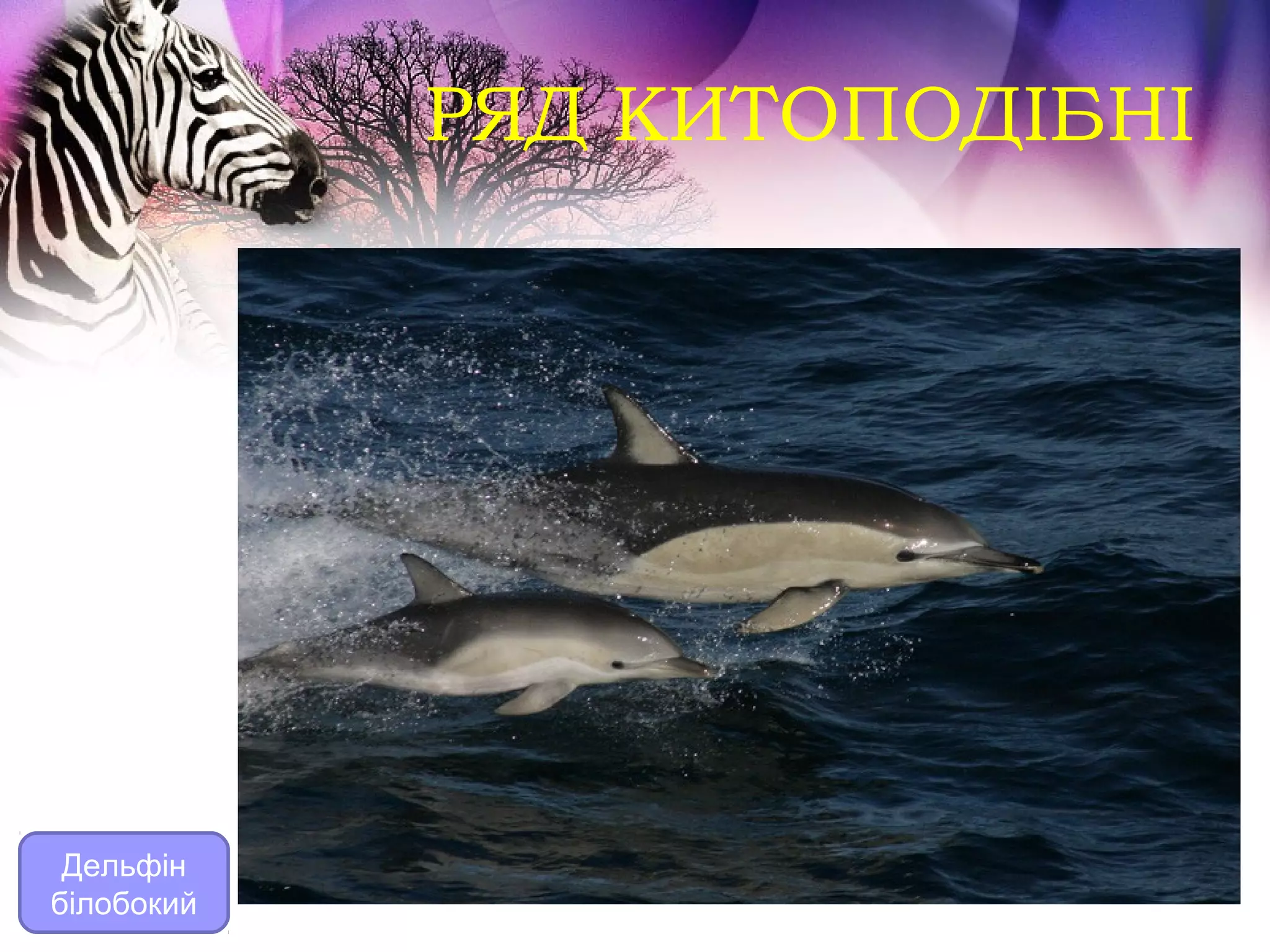 РЯД КИТОПОДІБНІ




 Дельфін
білобокий
 