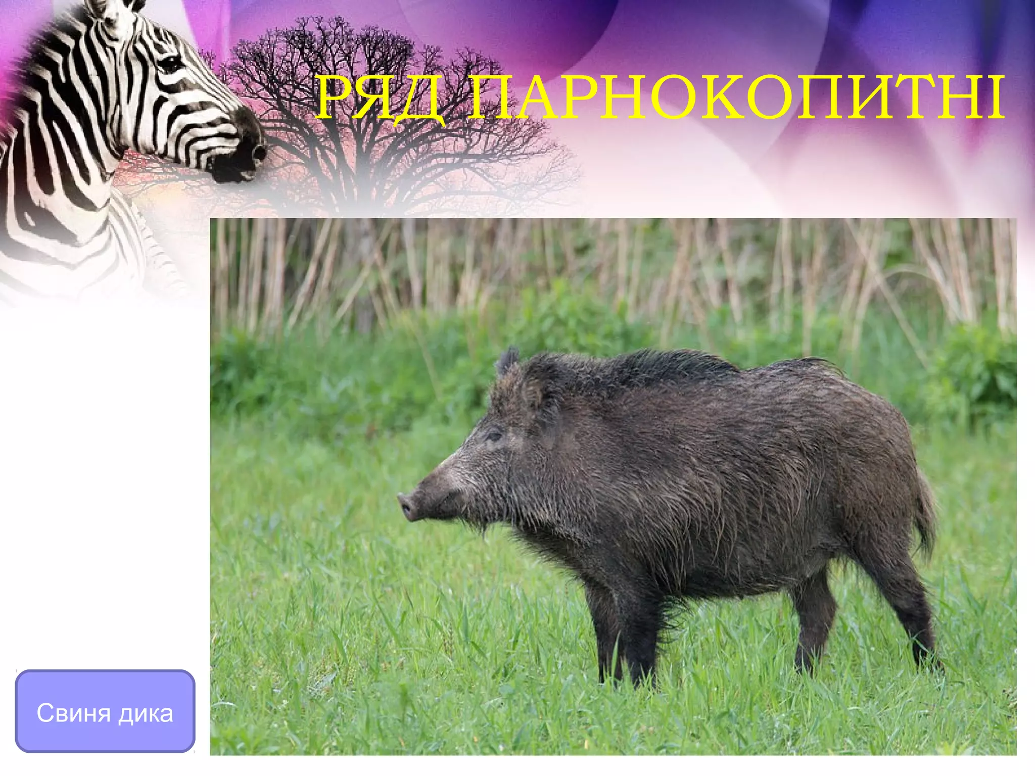 РЯД ПАРНОКОПИТНІ




Свиня дика
 