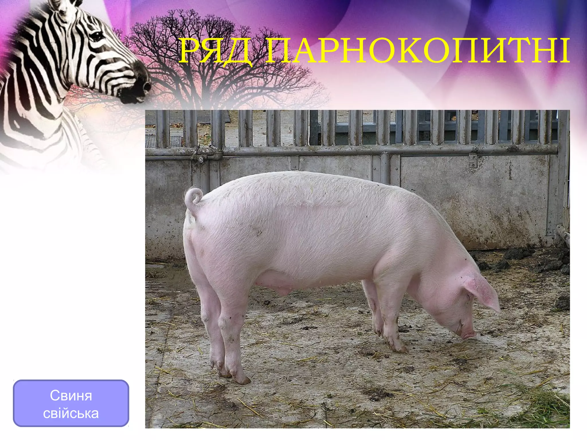 РЯД ПАРНОКОПИТНІ




 Свиня
свійська
 