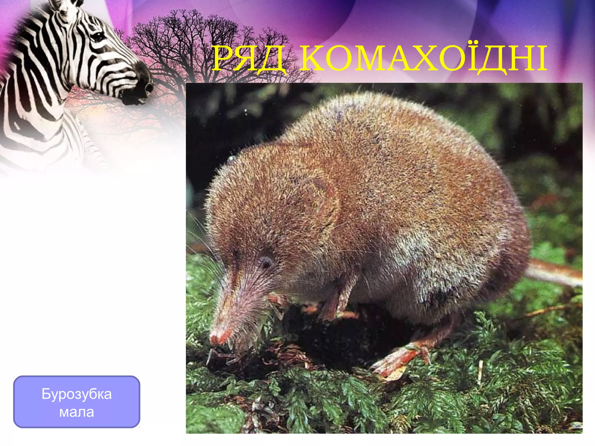 РЯД КОМАХОЇДНІ




Бурозубка
  мала
 