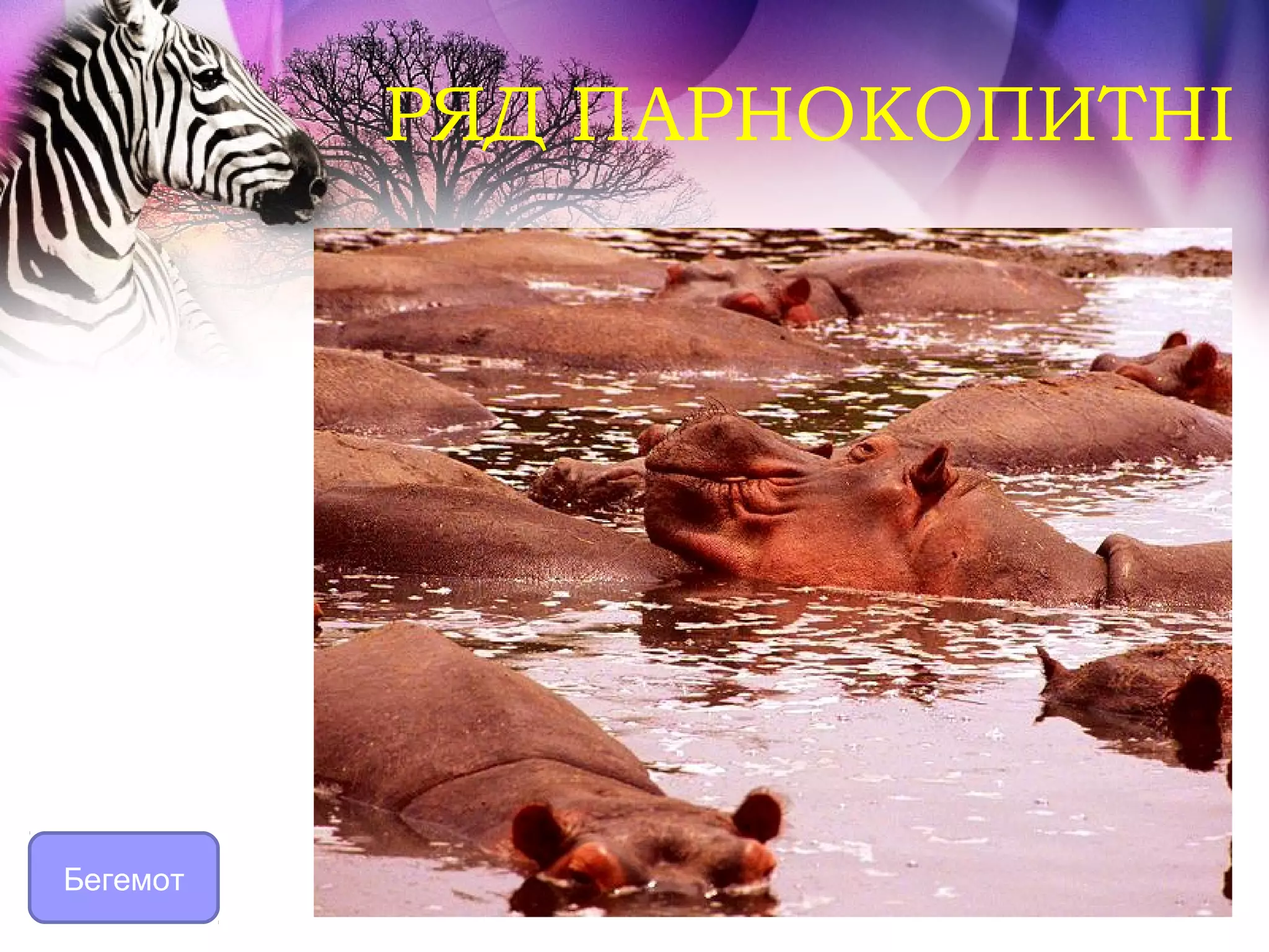 РЯД ПАРНОКОПИТНІ




Бегемот
 