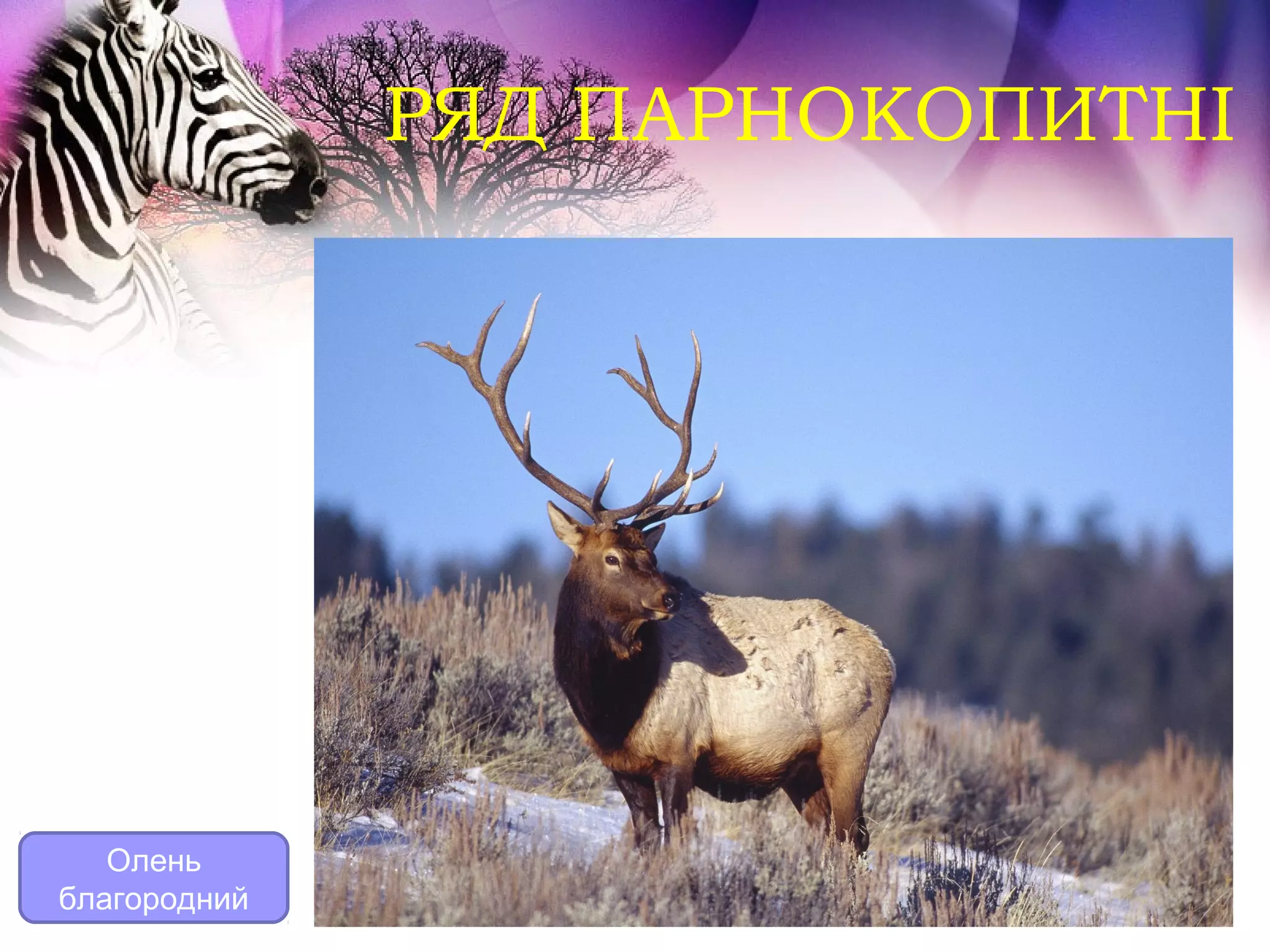 РЯД ПАРНОКОПИТНІ




   Олень
благородний
 